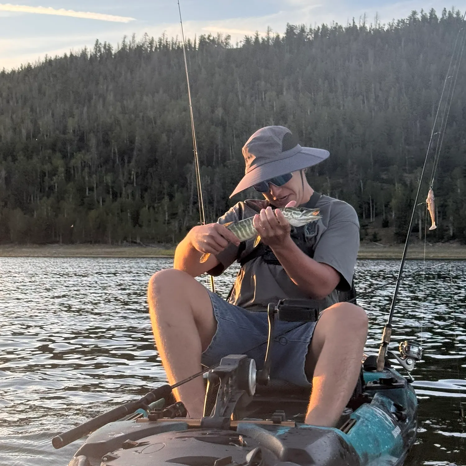 Tiger muskie caught on Fishbrain