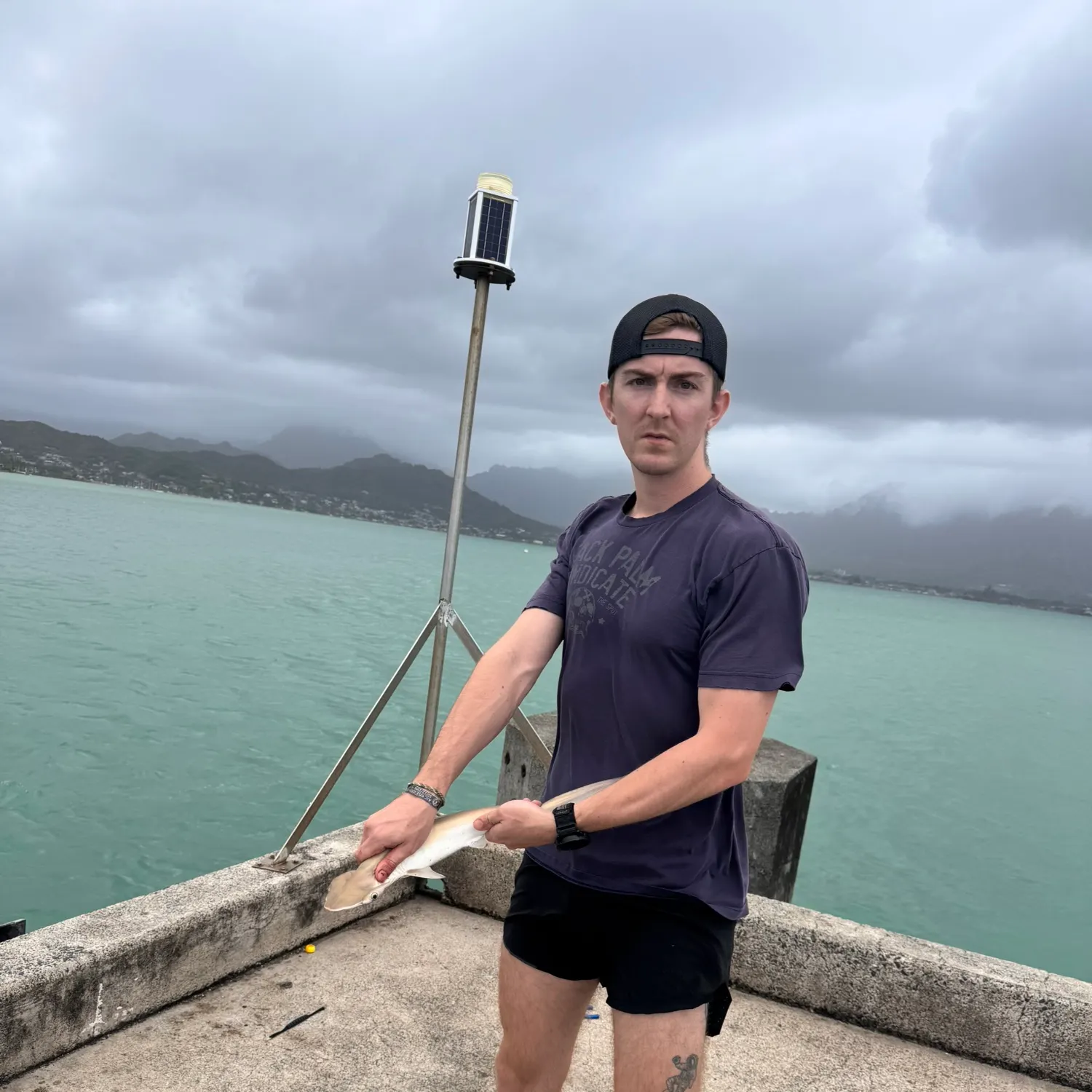 The most recent Scalloped hammerhead shark catches on Fishbrain