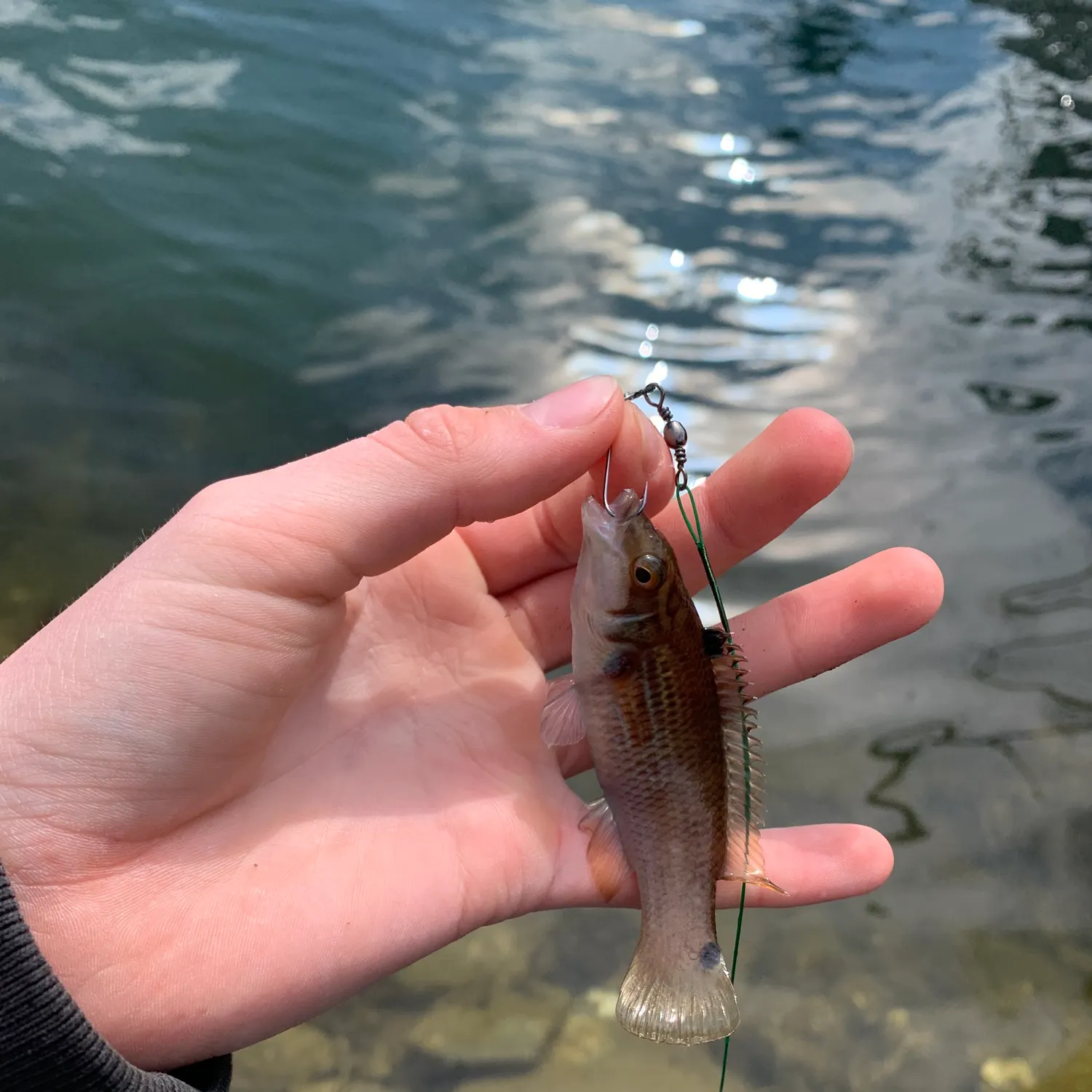 The most recent Goldsinny-wrasse catches on Fishbrain