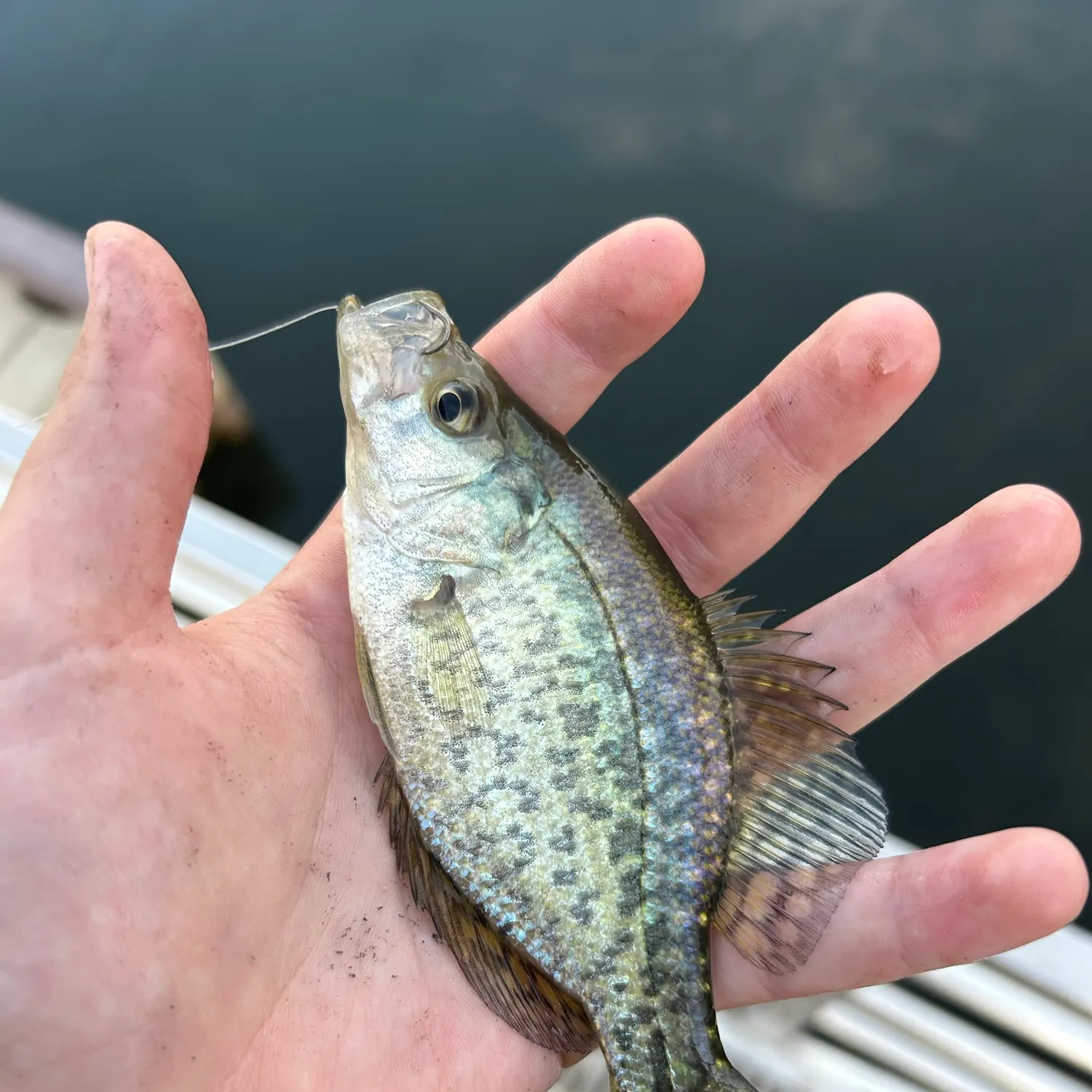 White crappie caught on Fishbrain