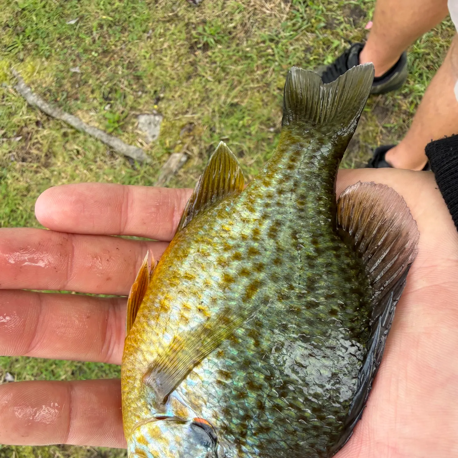 Pumpkinseed caught on Fishbrain