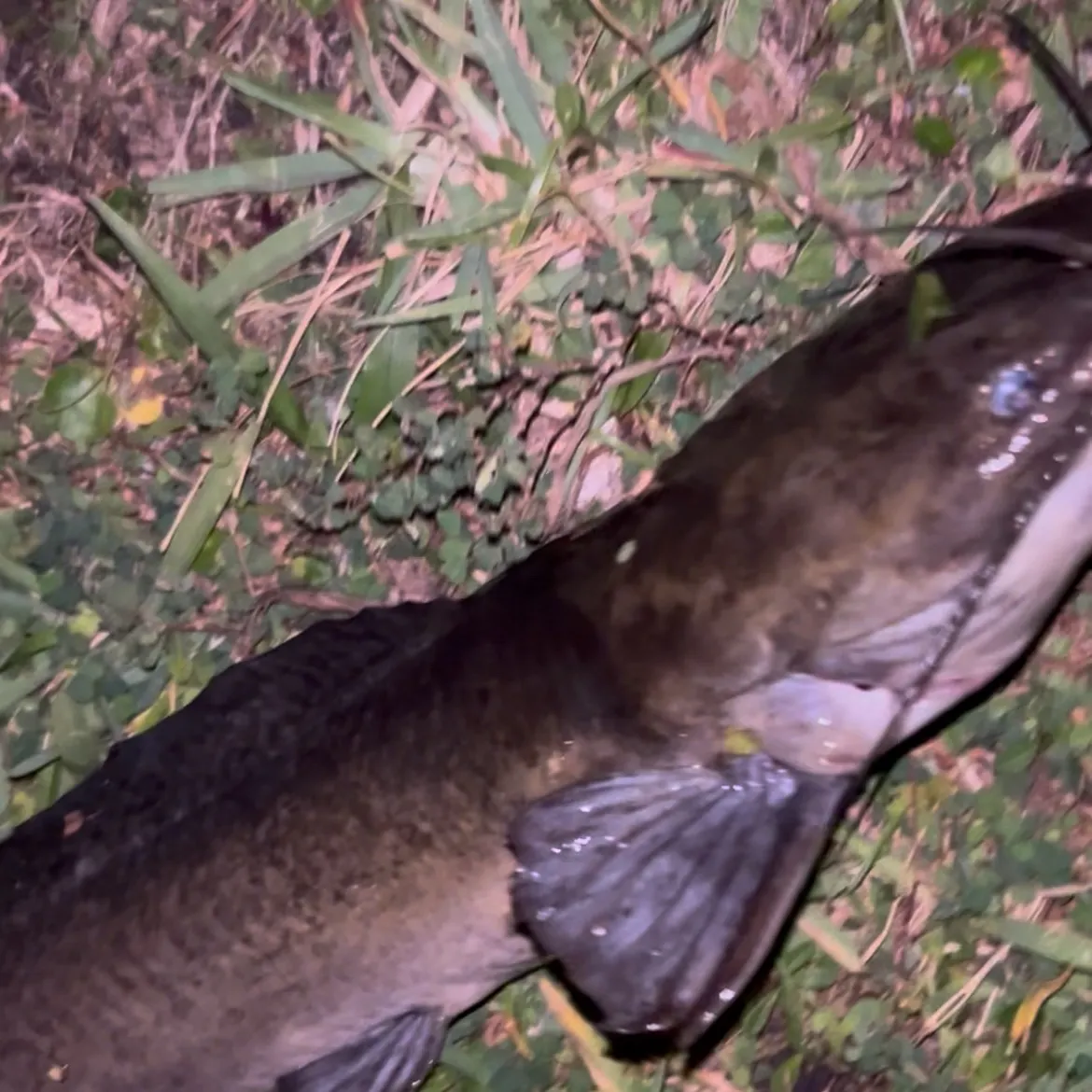 The most recent Walking catfish catches on Fishbrain