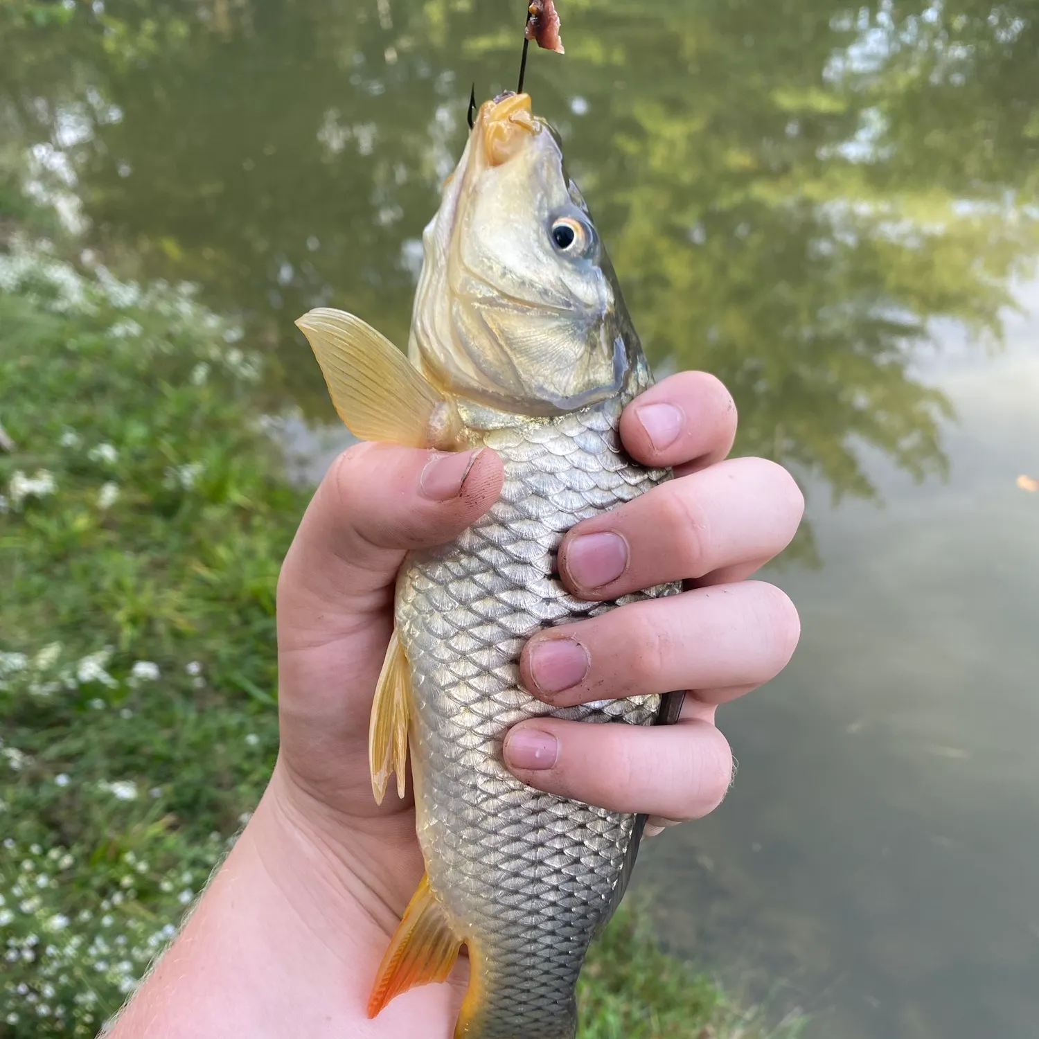 Common carp caught on Fishbrain