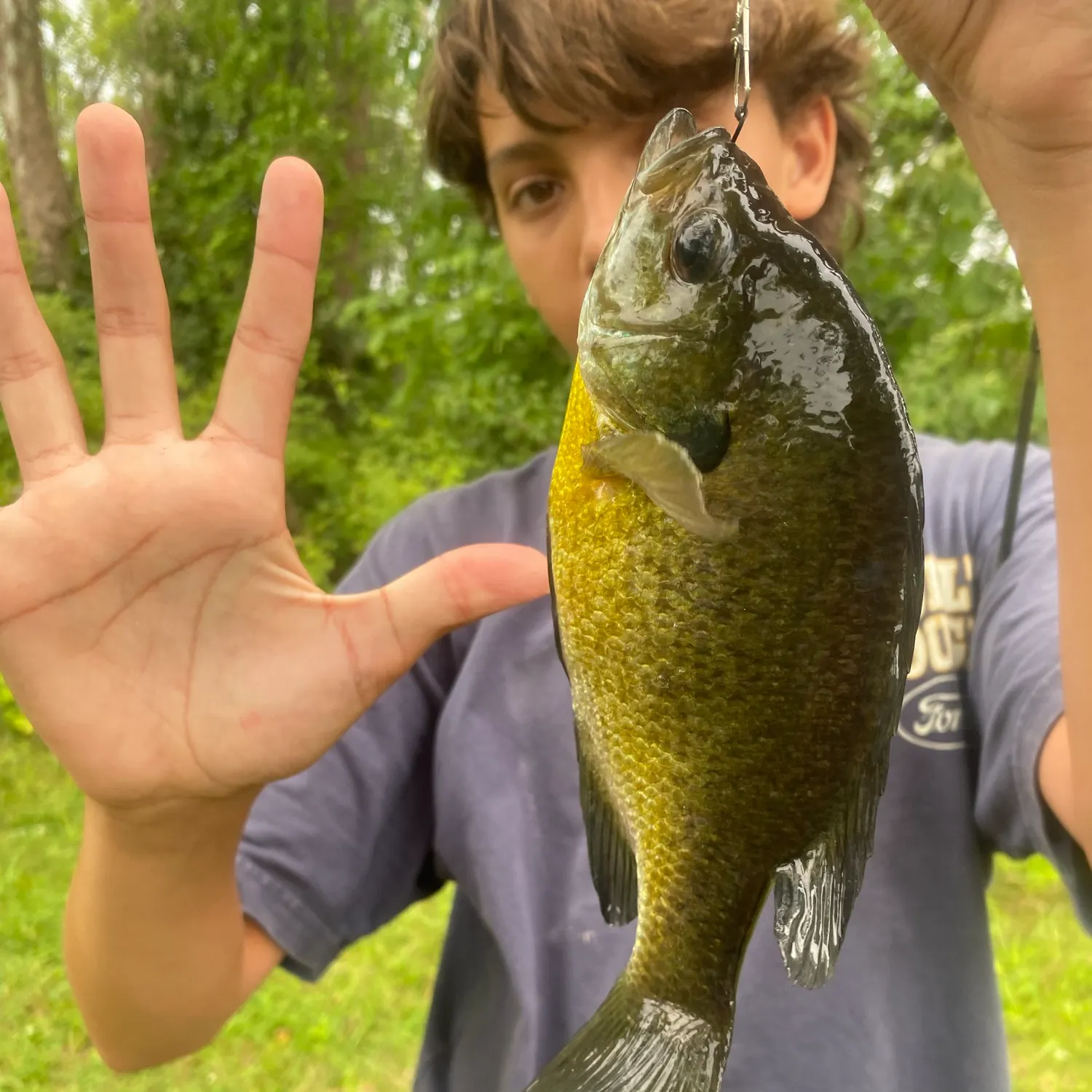 Bluegill caught on Fishbrain
