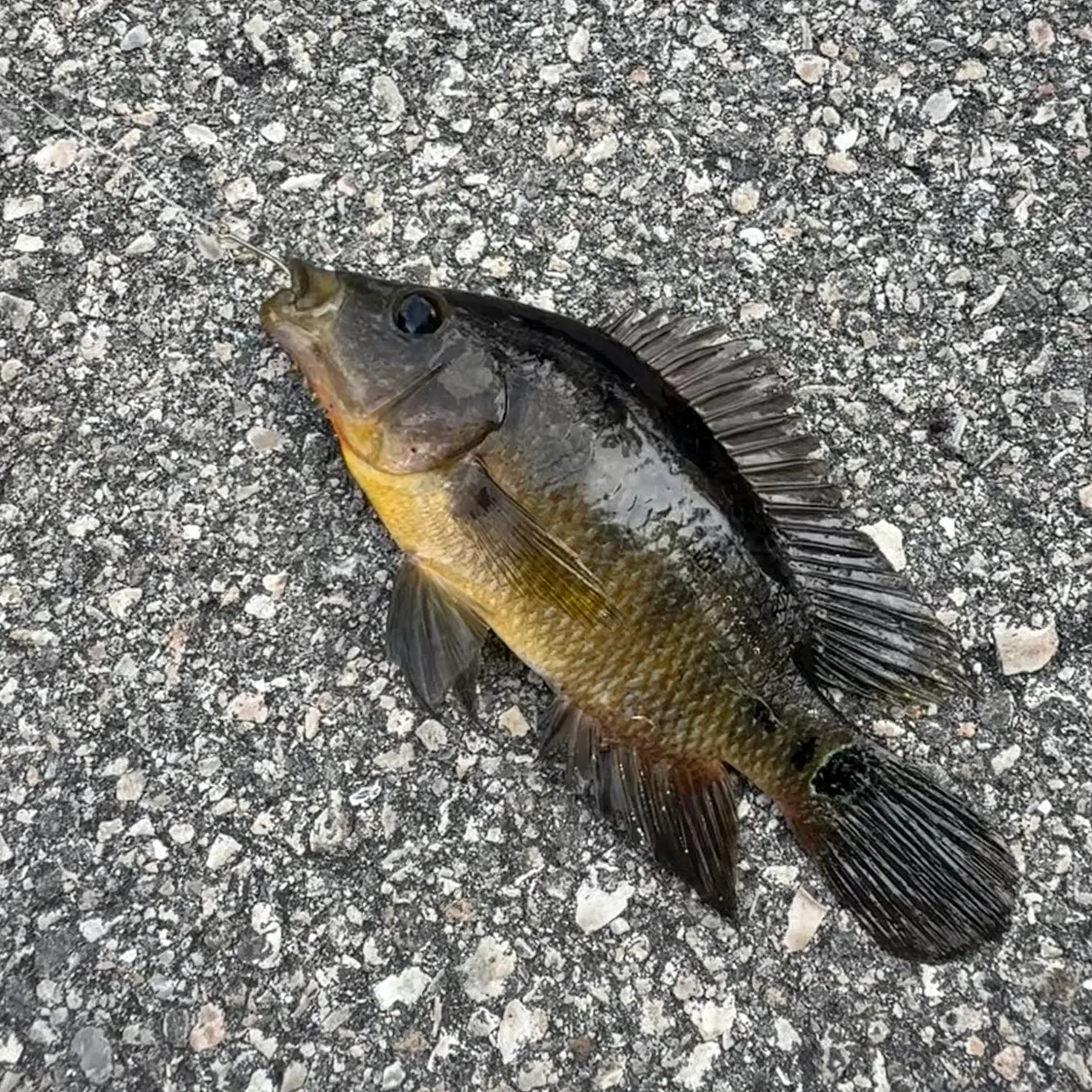 Bluegill caught on Fishbrain