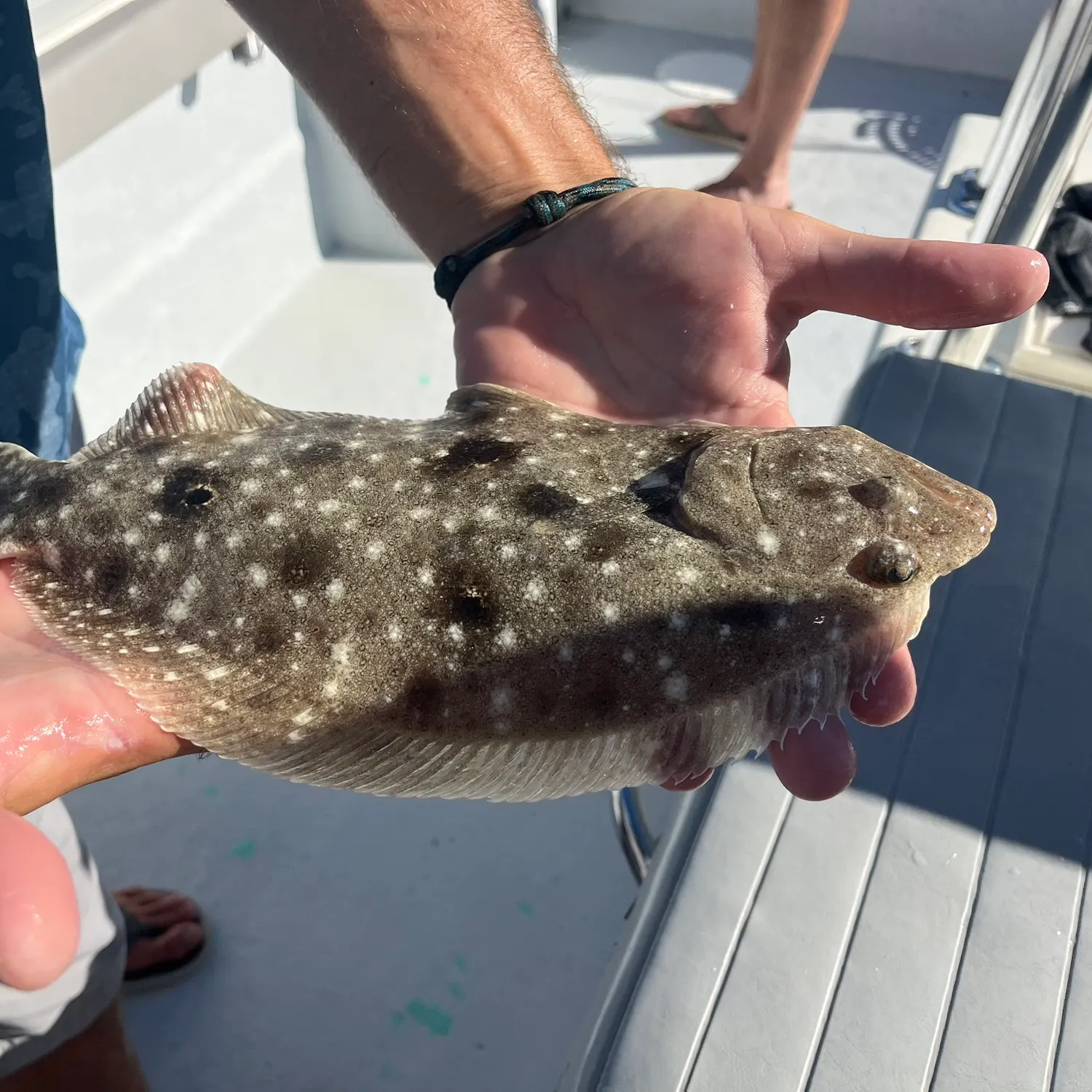 The most recent Southern flounder catches on Fishbrain