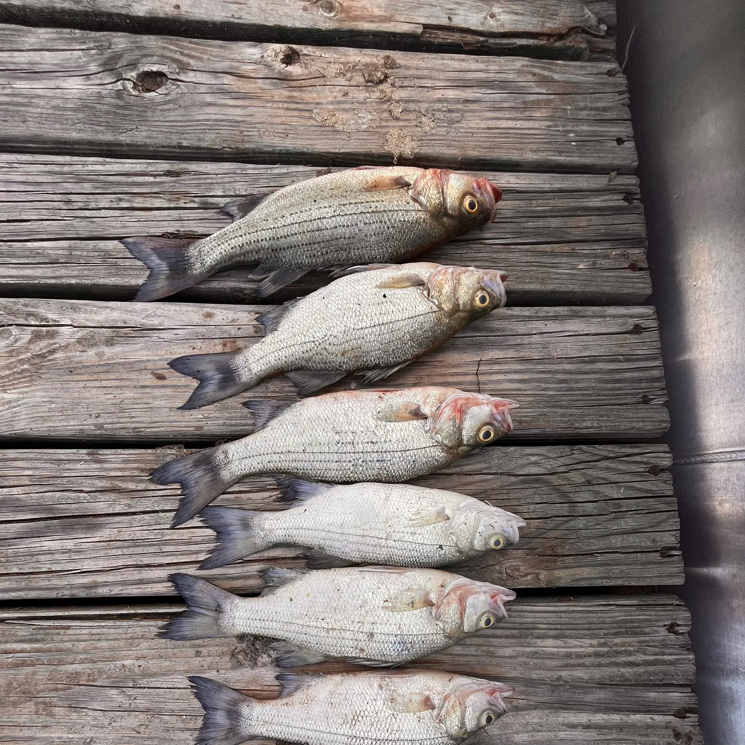 recently logged catches