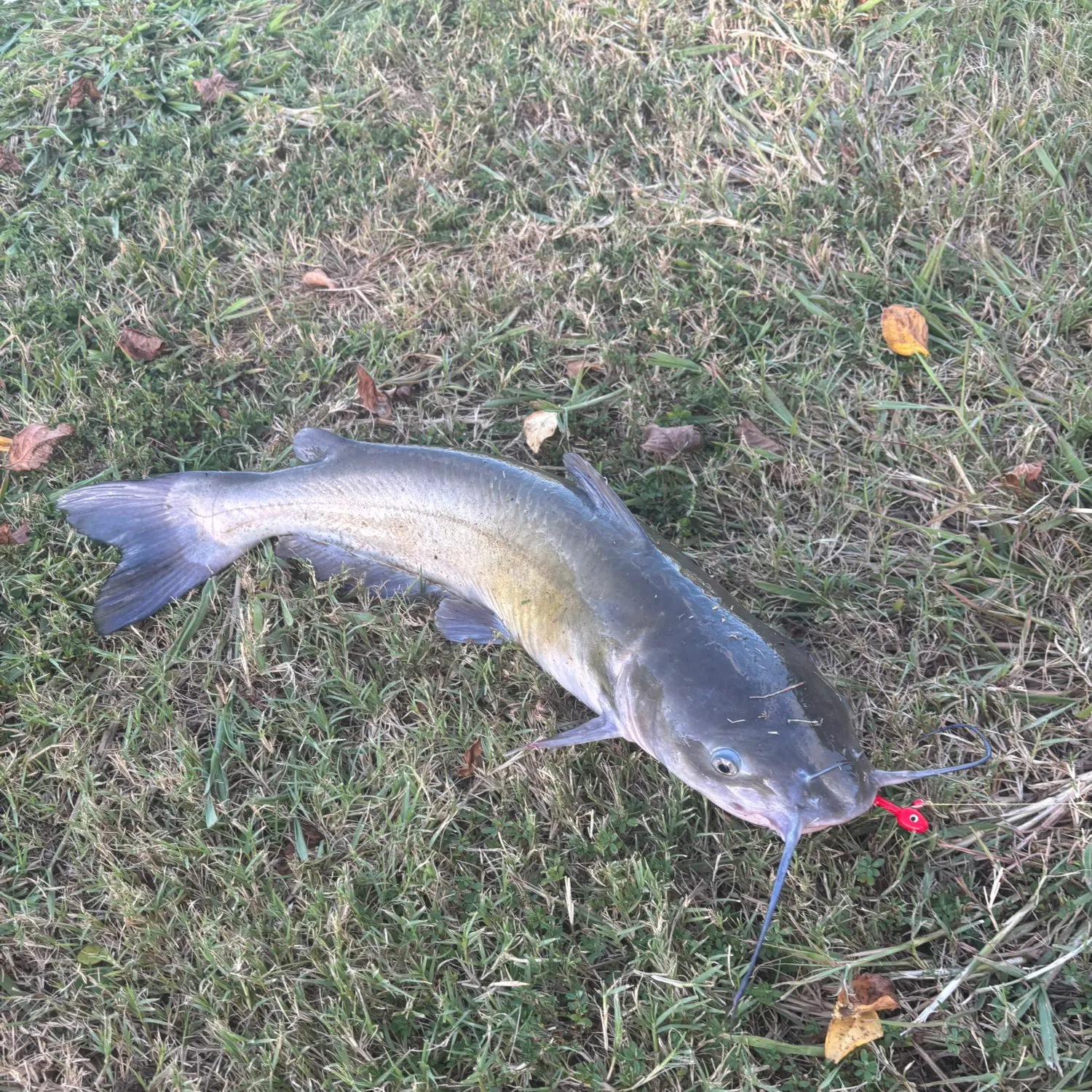 Channel catfish caught on Fishbrain