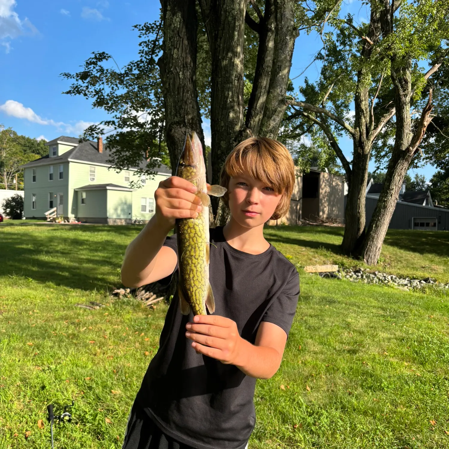 Chain pickerel caught on Fishbrain