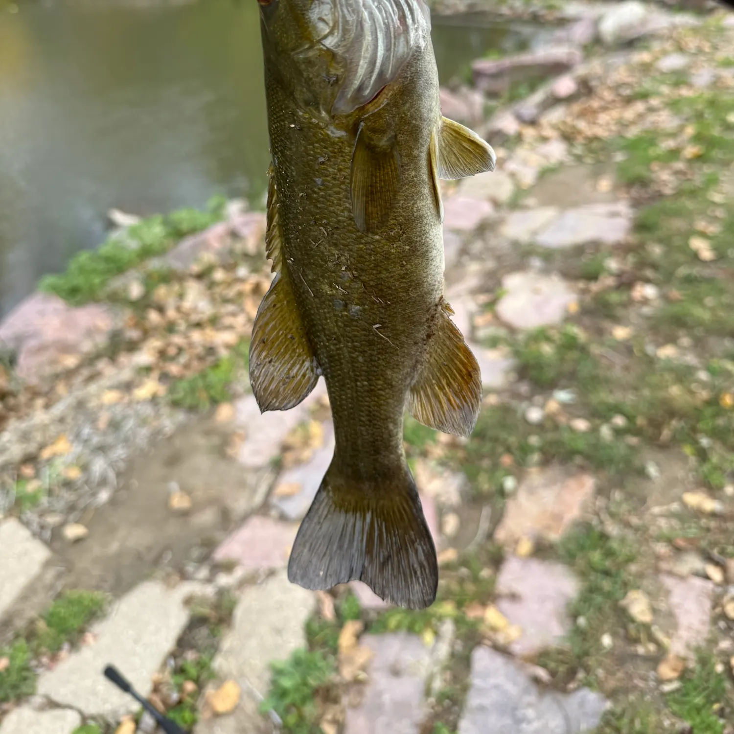 The most recent Smallmouth bass catches on Fishbrain