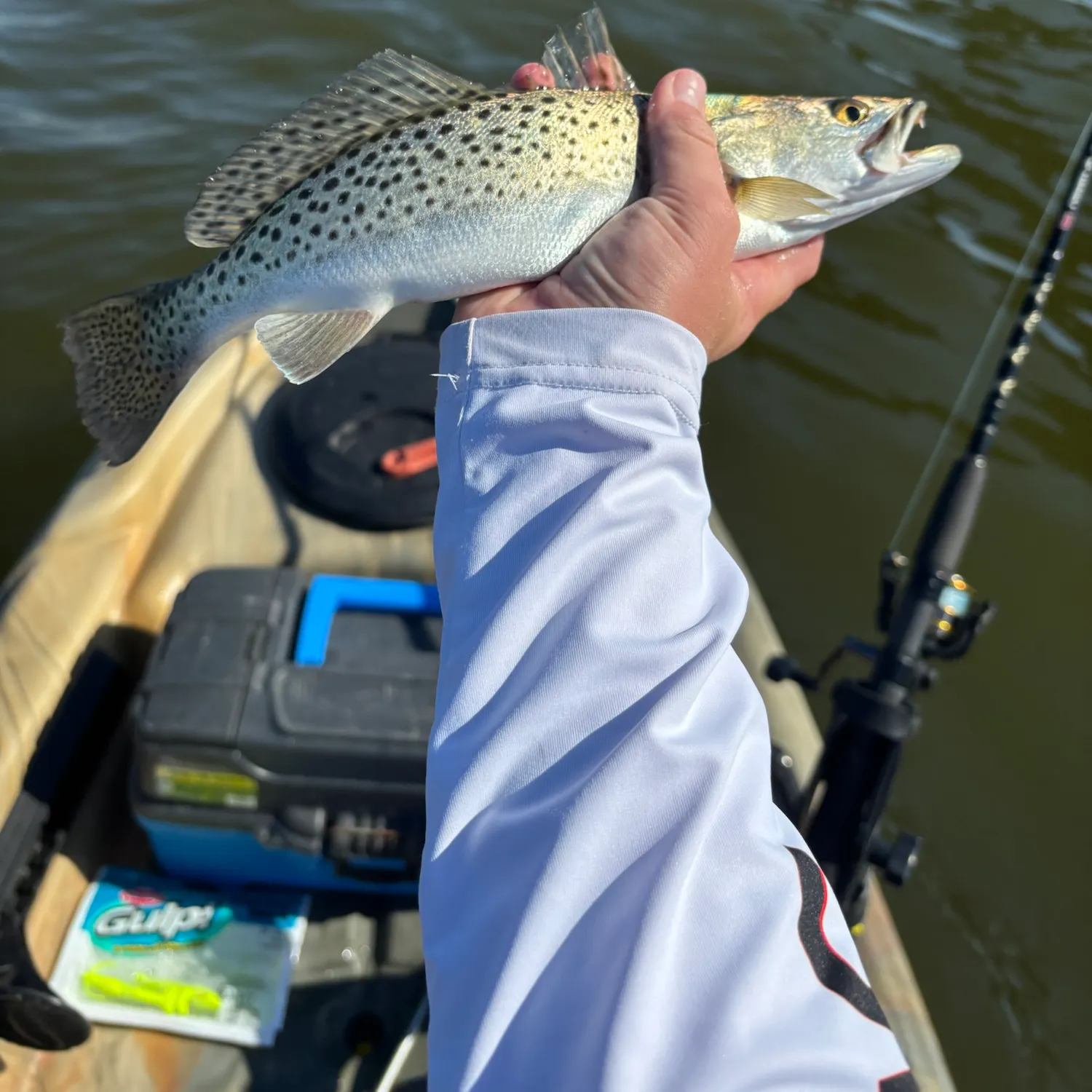 Spotted seatrout caught on Fishbrain