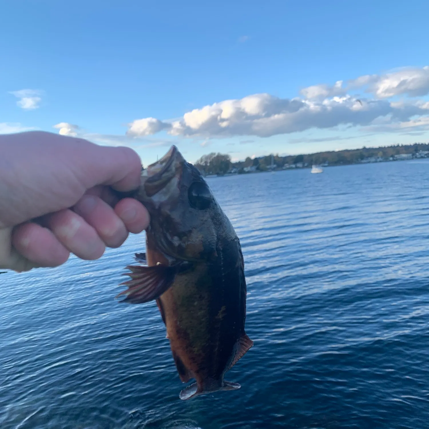 The most recent Copper rockfish catches on Fishbrain