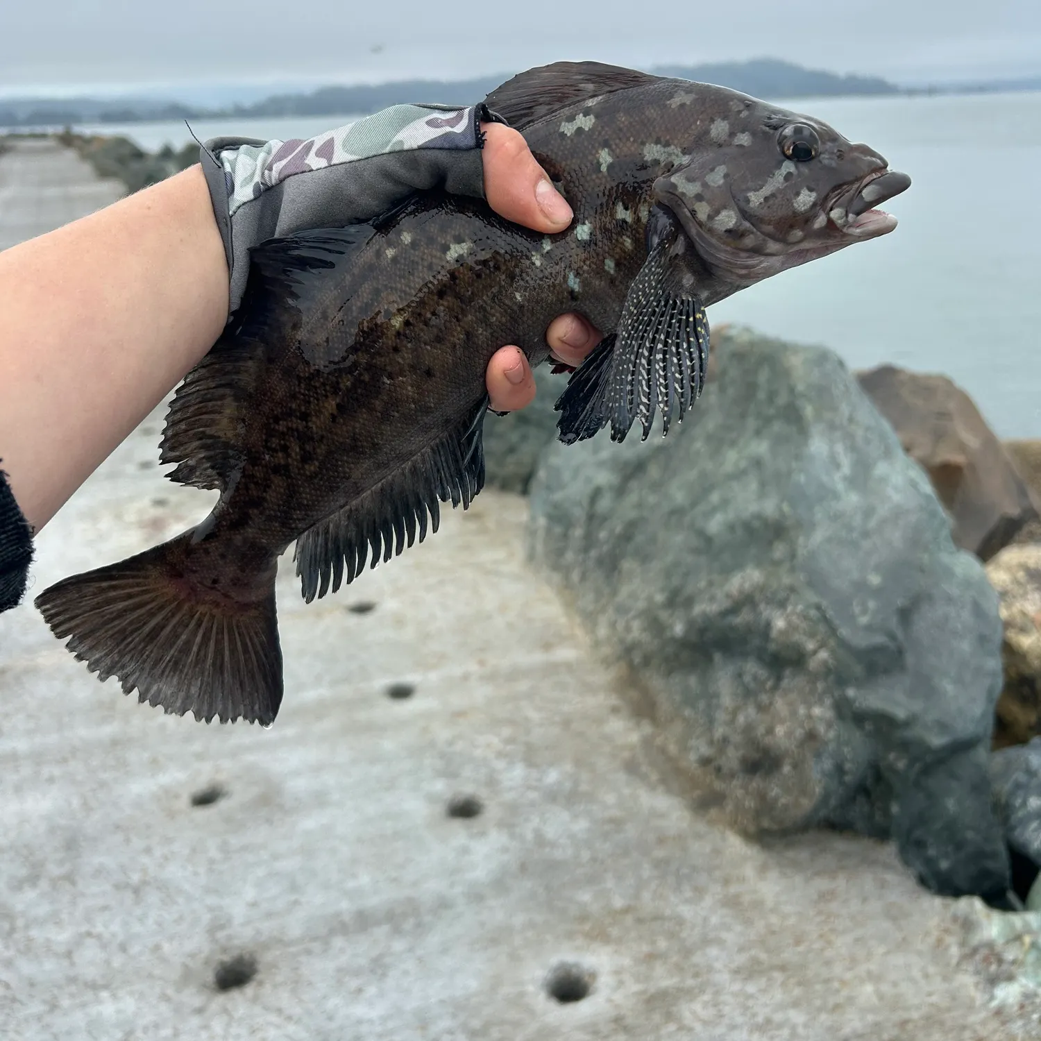 The most recent Kelp greenling catches on Fishbrain