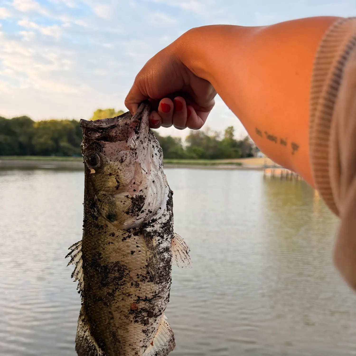 Largemouth bass caught on Fishbrain