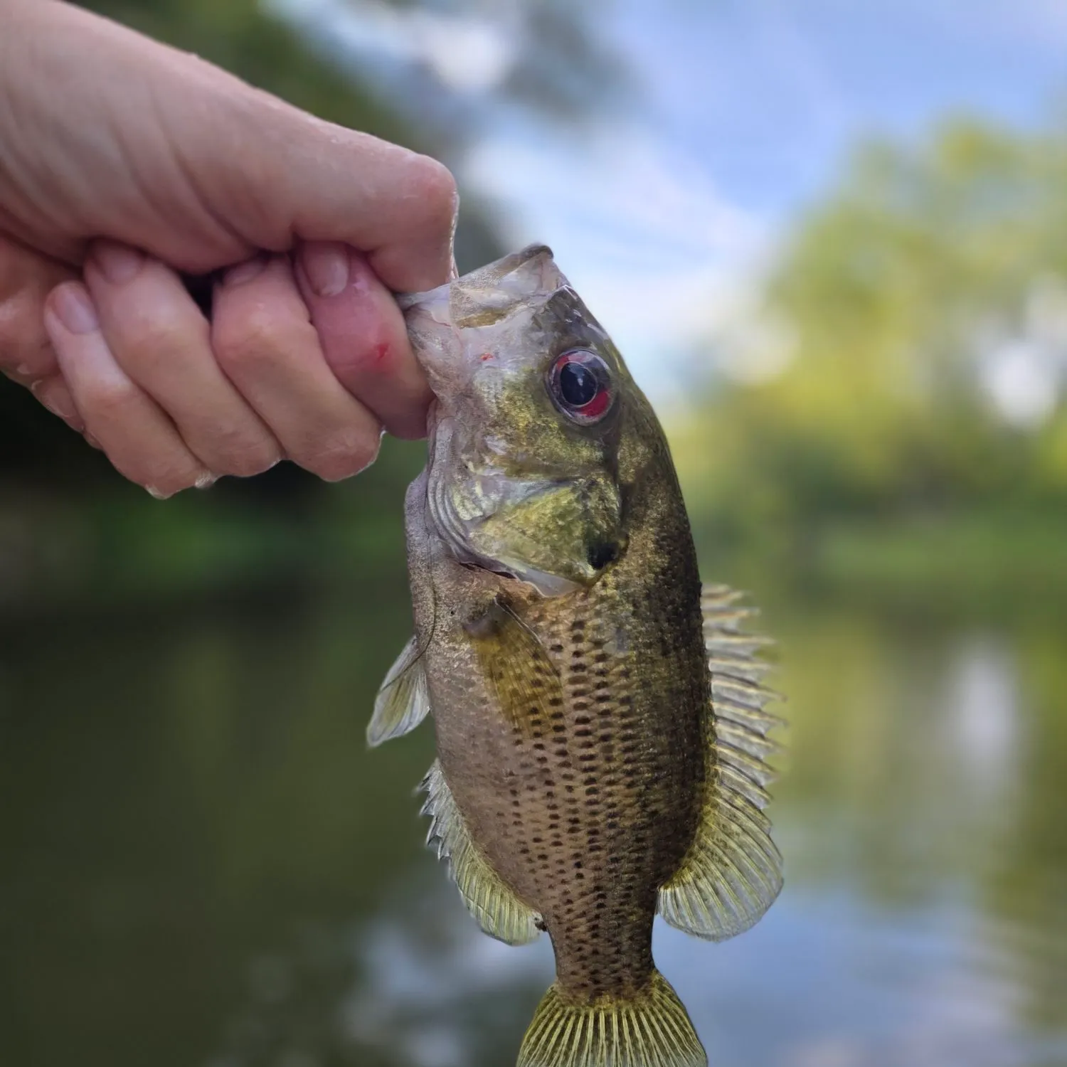 Rock bass caught on Fishbrain