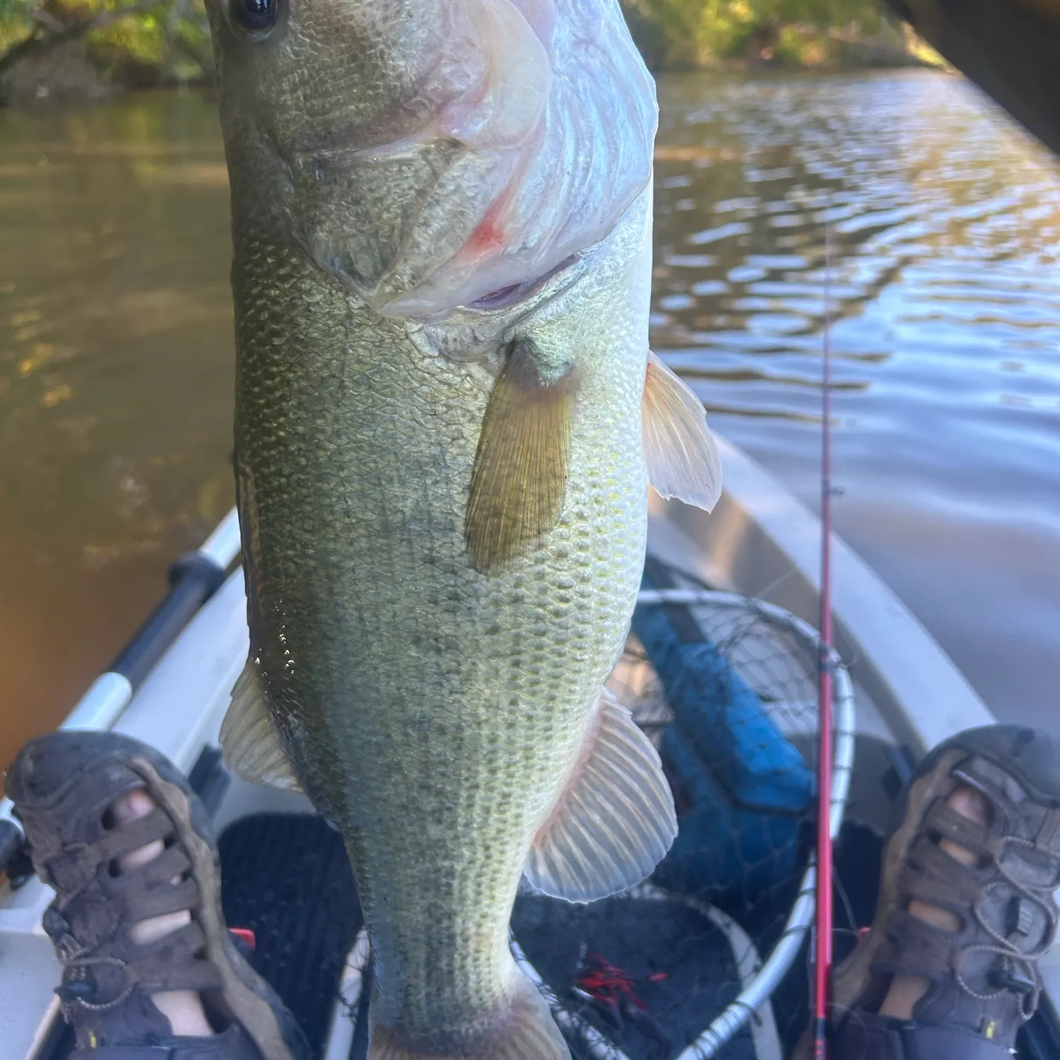 Largemouth bass caught on Fishbrain