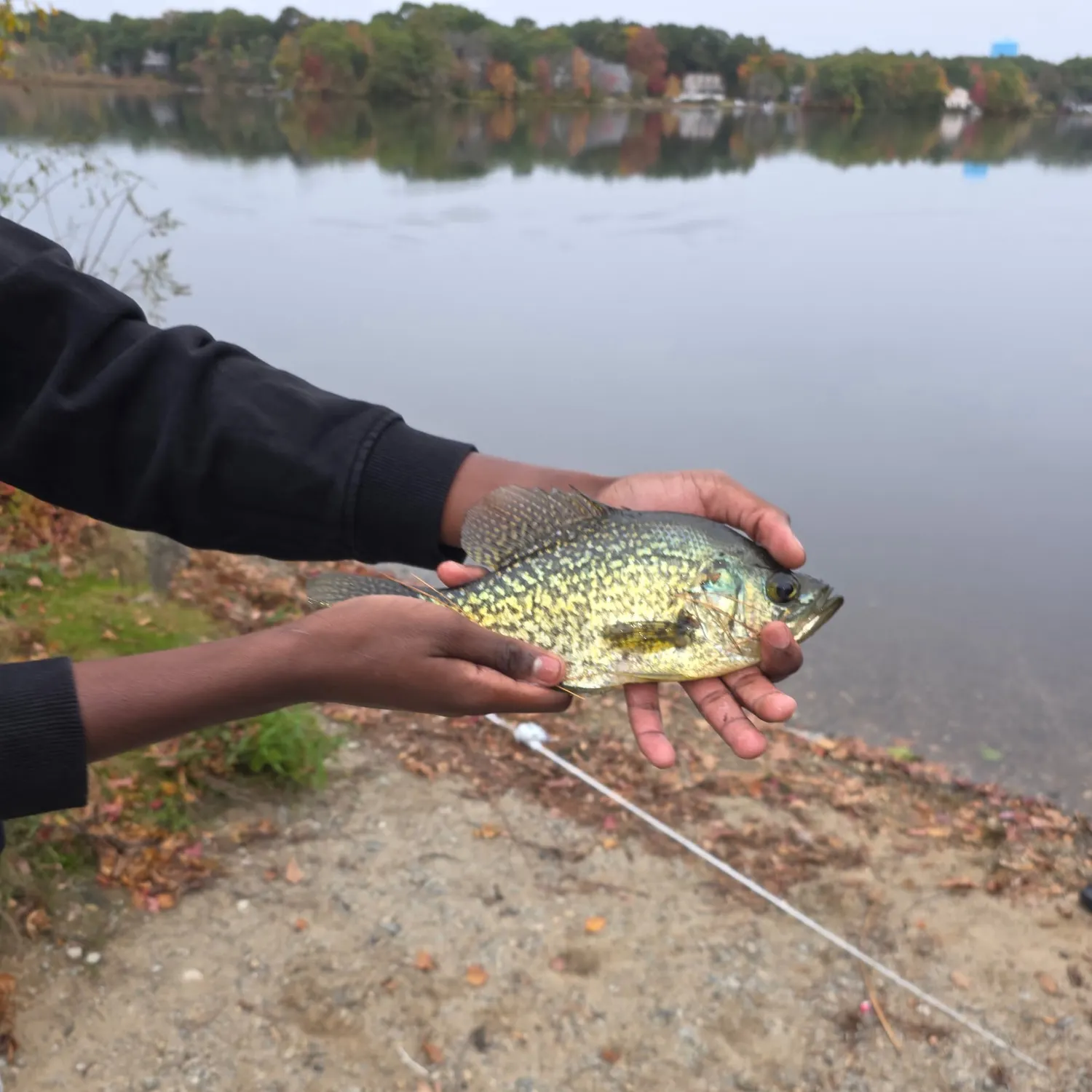 Black crappie caught on Fishbrain