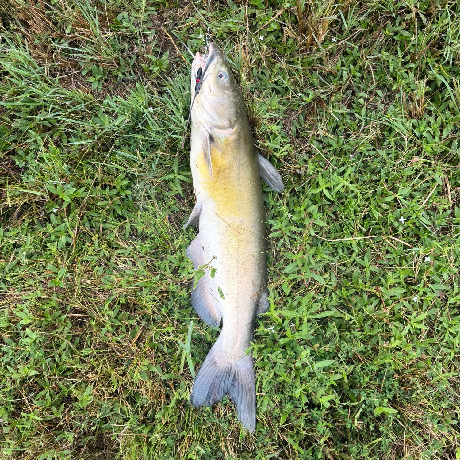 Channel catfish caught on Fishbrain