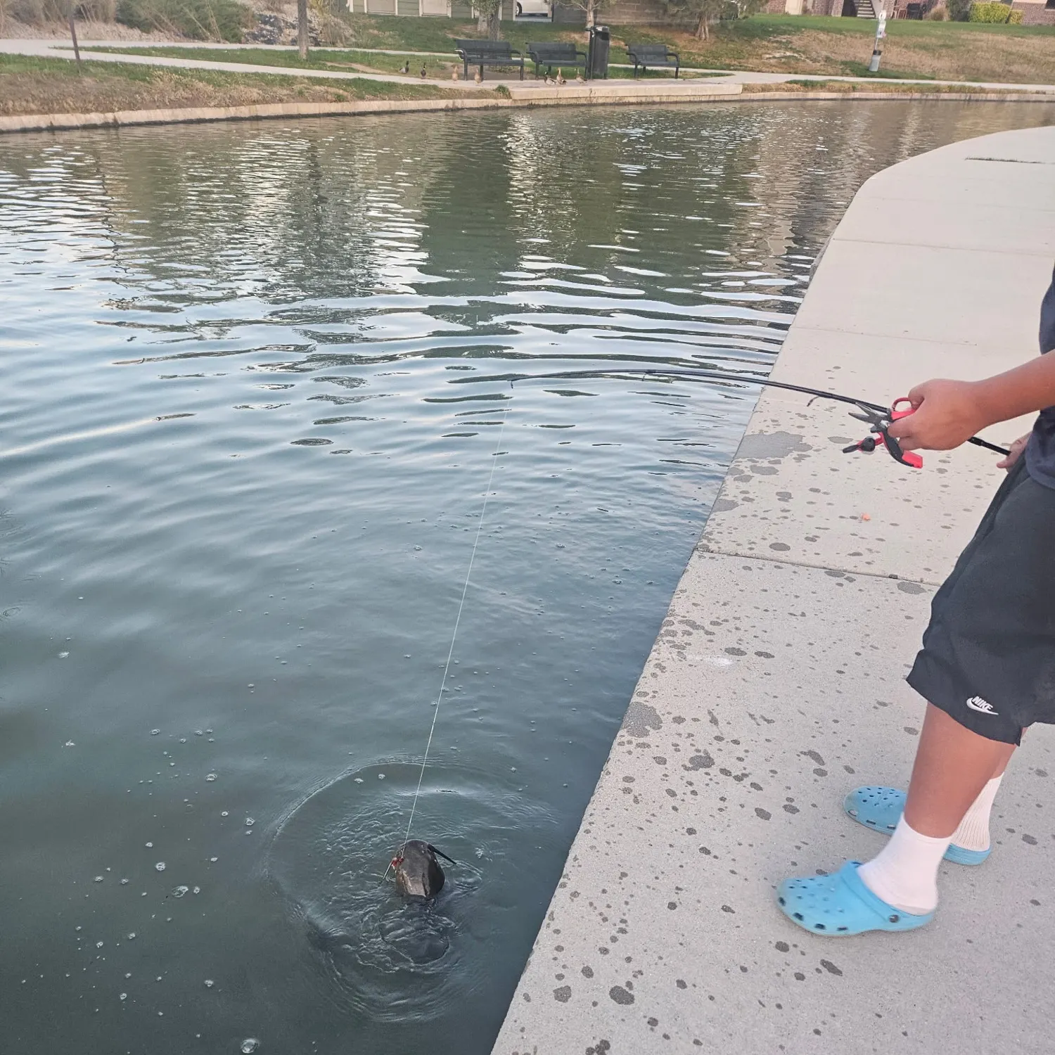 Channel catfish caught on Fishbrain