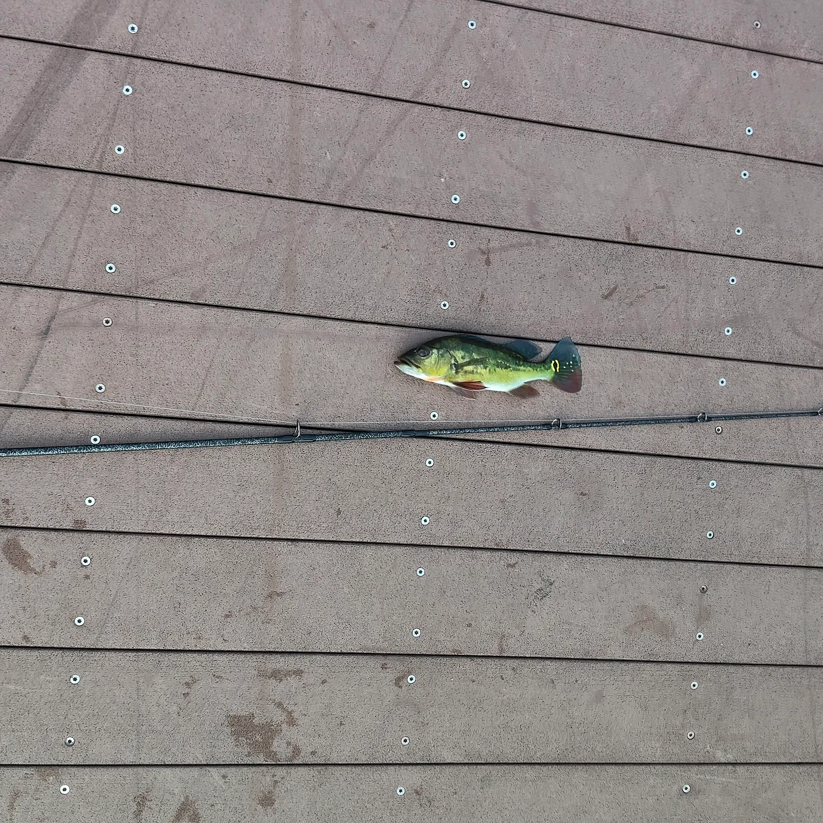 Butterfly peacock bass caught on Fishbrain