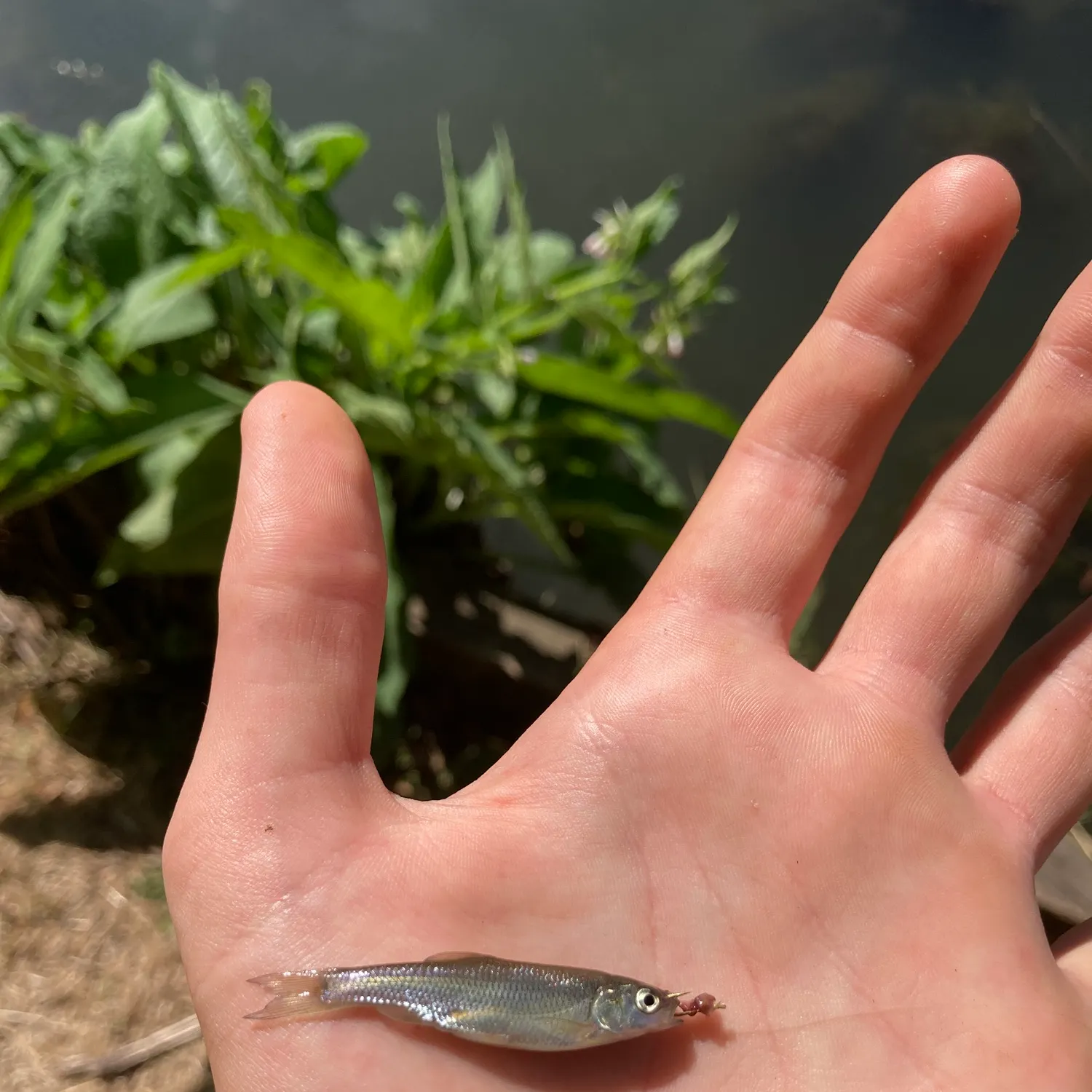 The most recent Common dace catches on Fishbrain