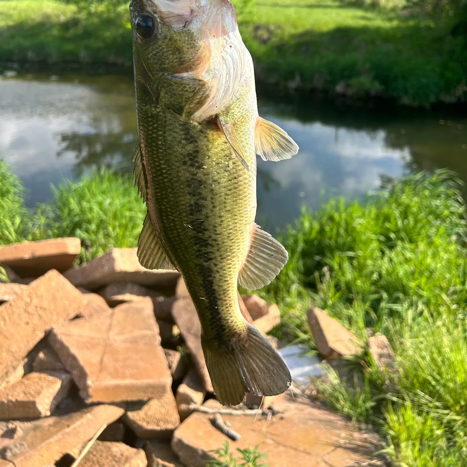 Largemouth bass caught on Fishbrain