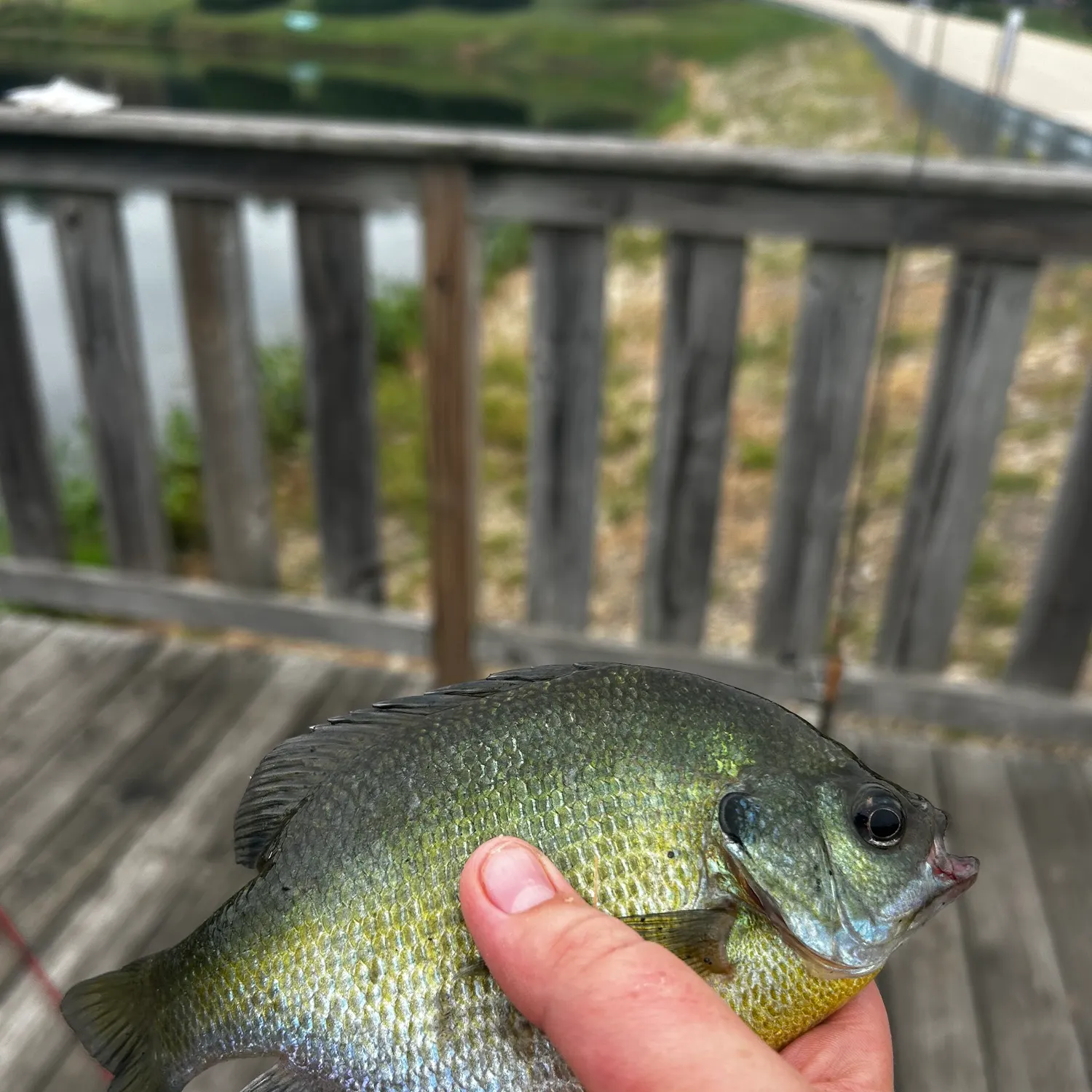 Bluegill caught on Fishbrain
