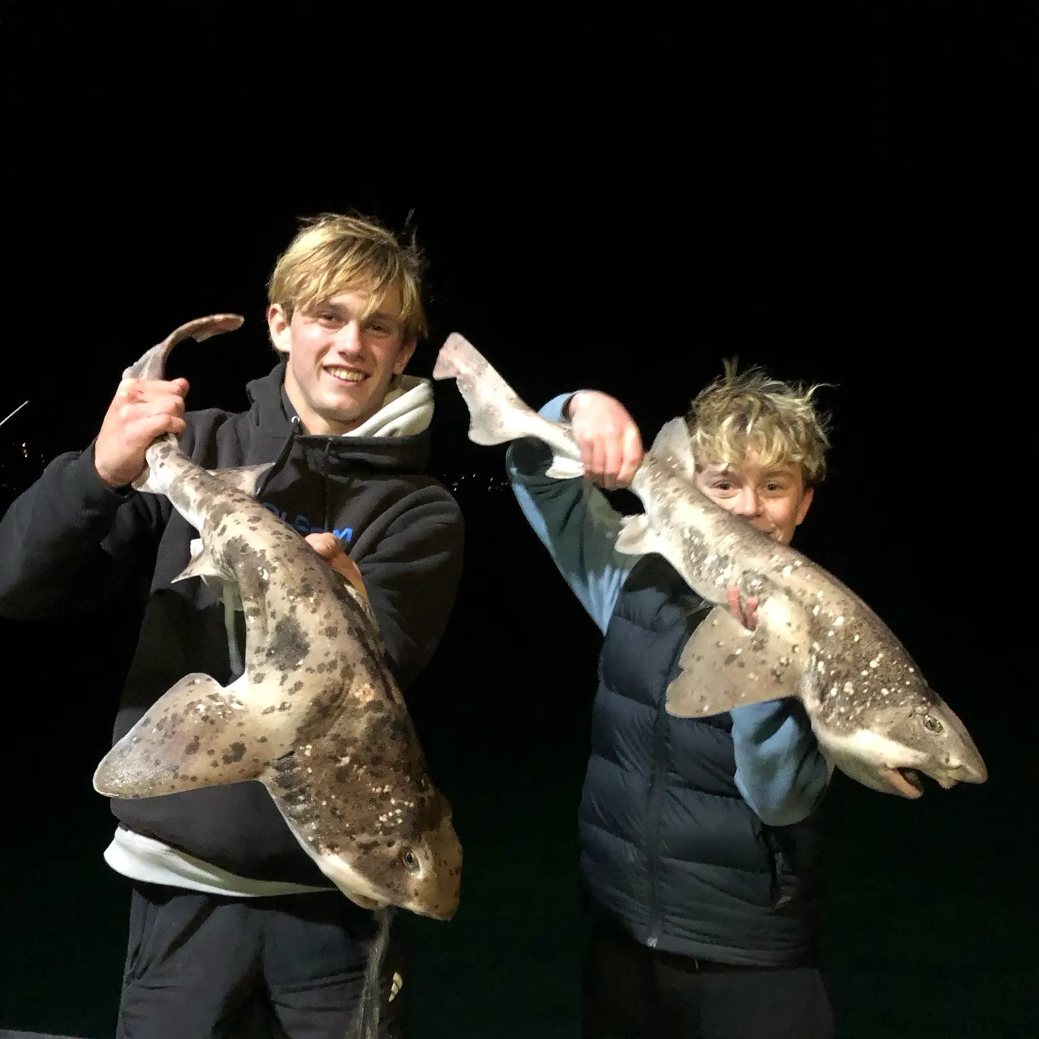 The most recent Swellshark catches on Fishbrain