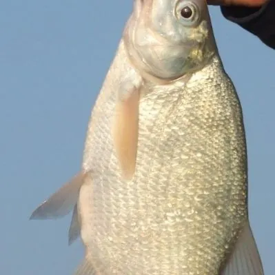 Fish caught on Fishbrain