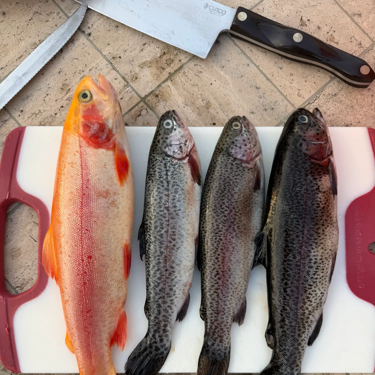 recently logged catches