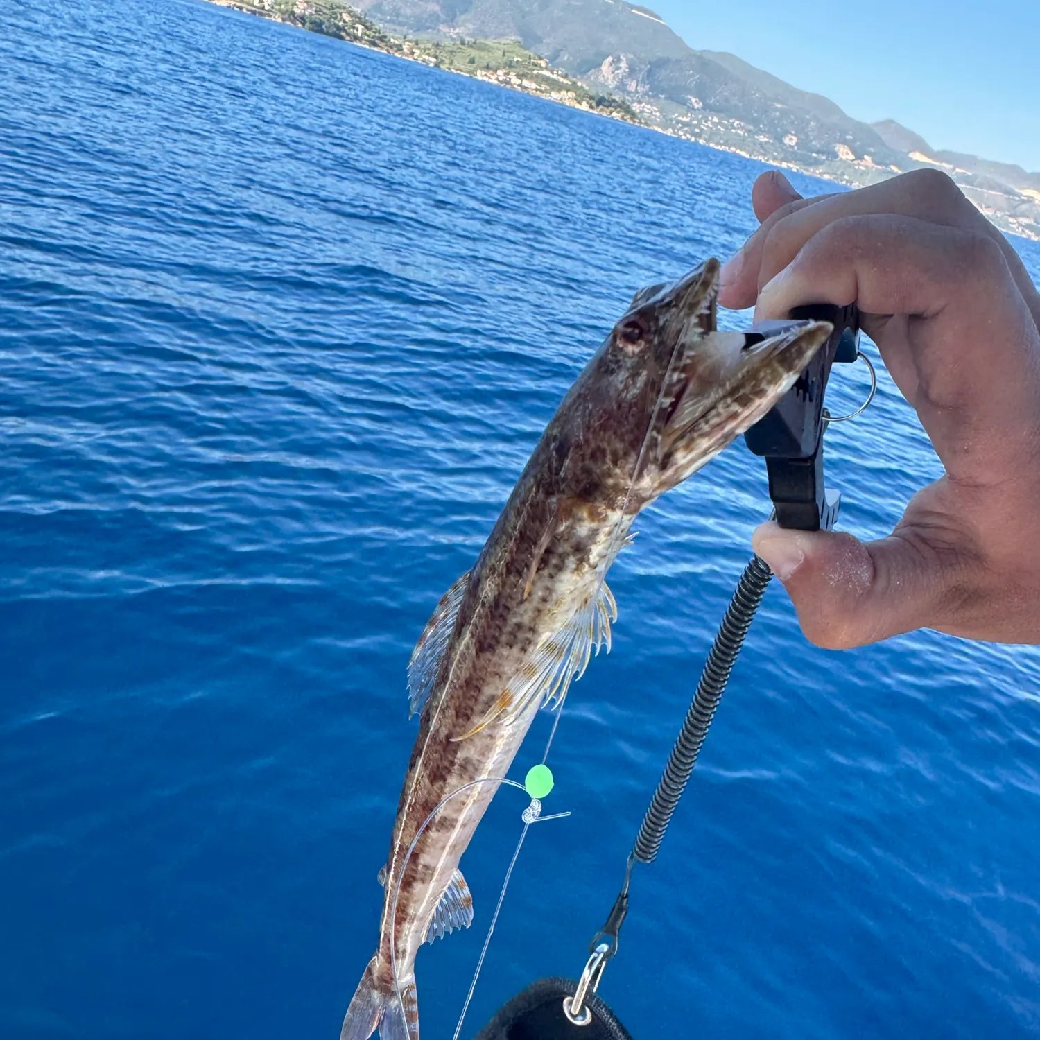 The most recent Atlantic lizardfish catches on Fishbrain