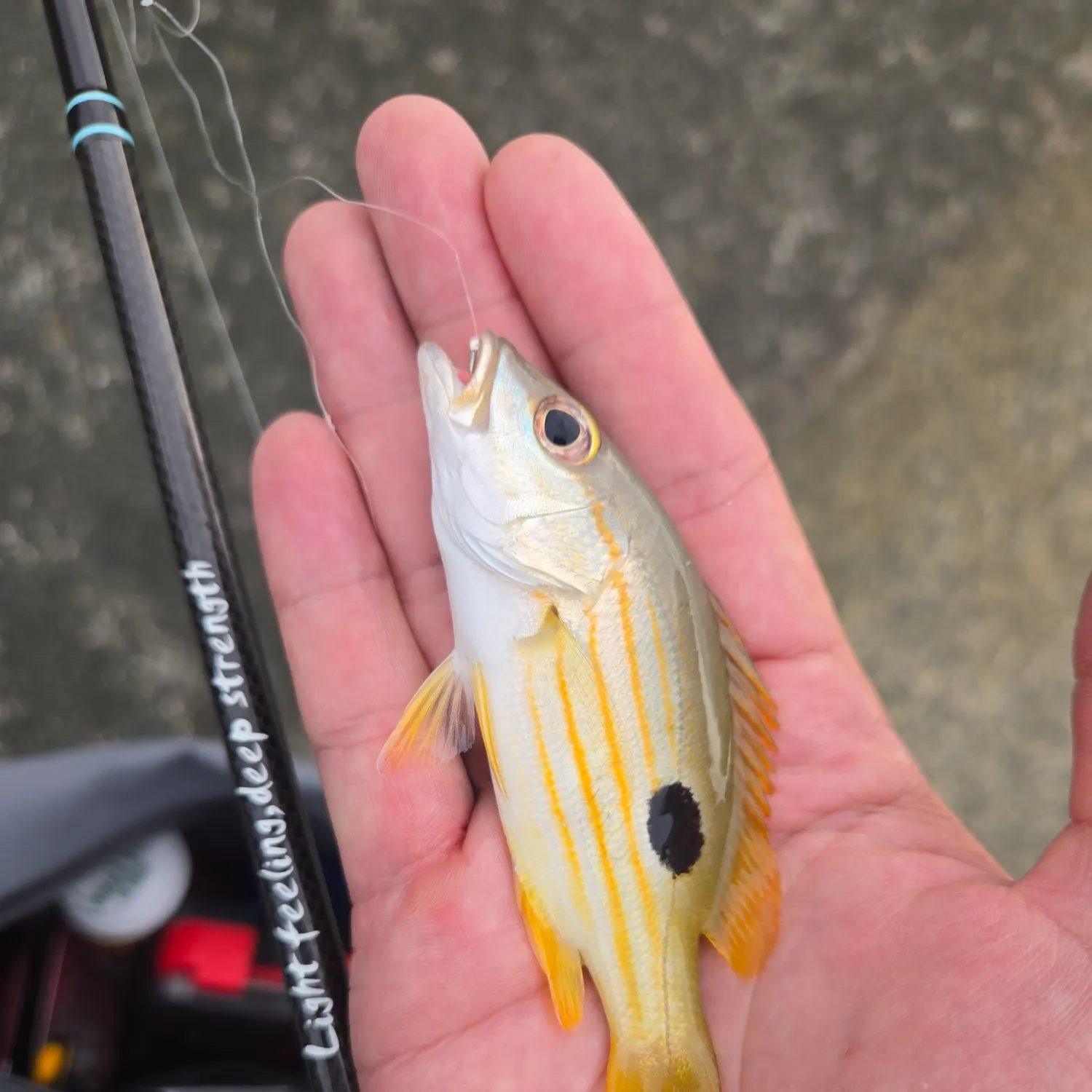 The most recent Dory snapper catches on Fishbrain
