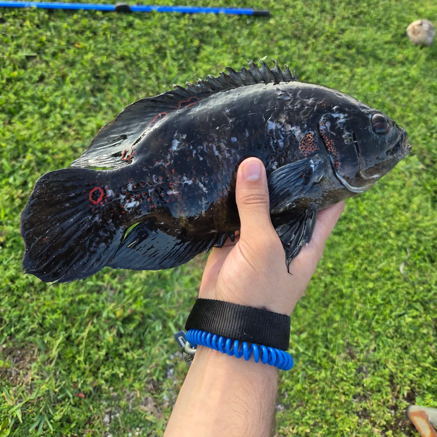 The most recent Oscar catches on Fishbrain
