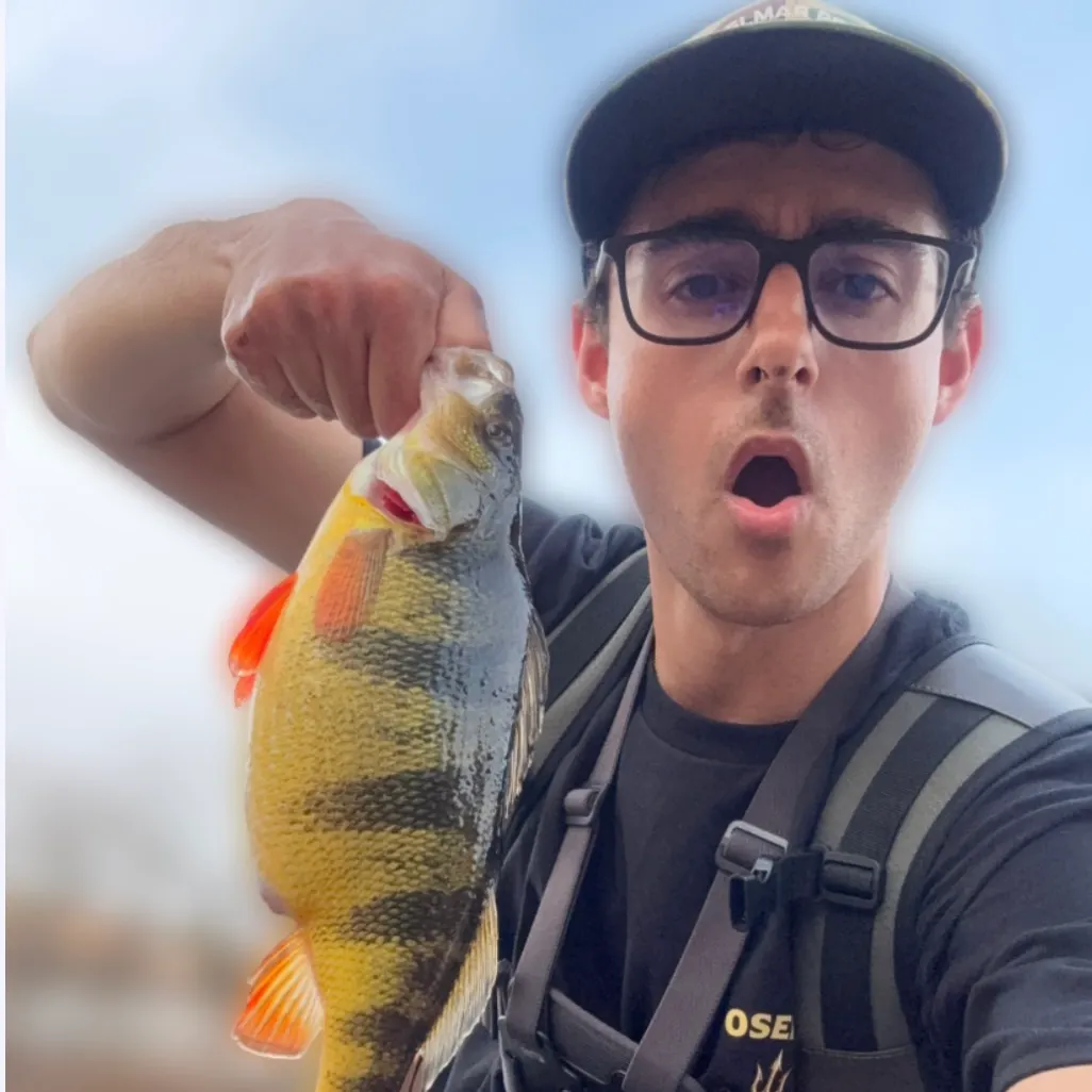 The most recent Yellow perch catches on Fishbrain