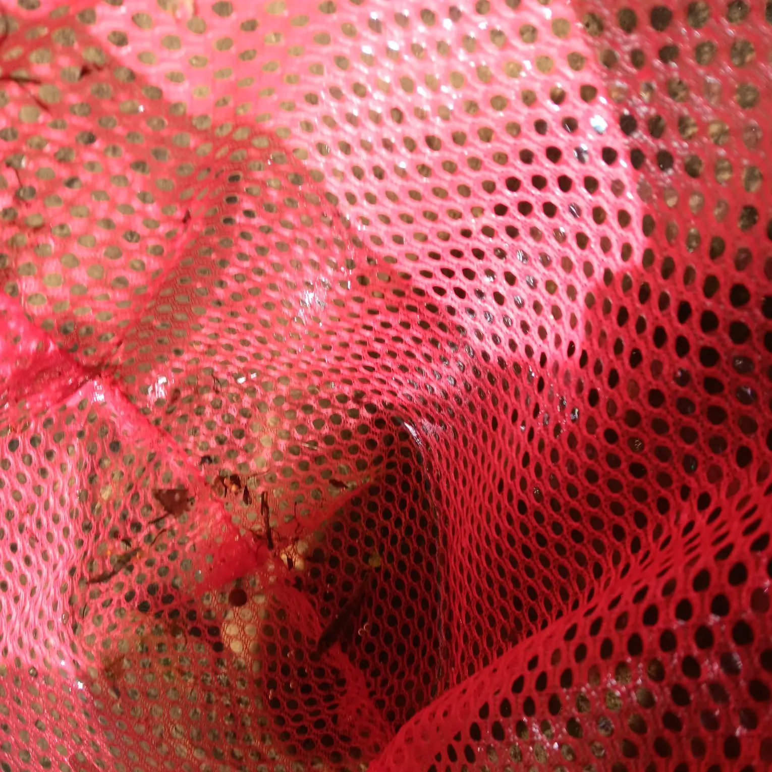 The most recent Stone loach catches on Fishbrain
