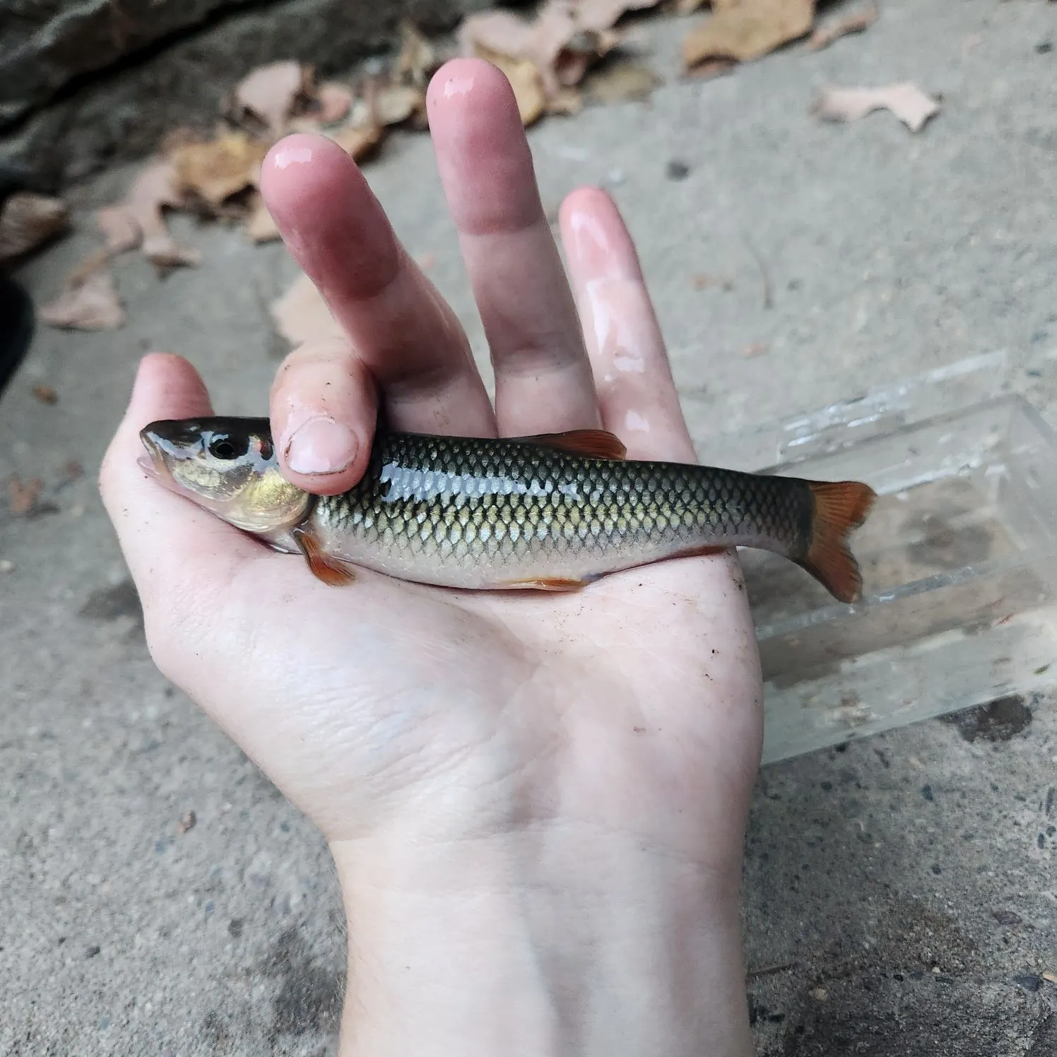Hornyhead chub caught on Fishbrain