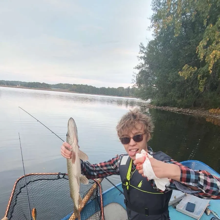 Northern pike caught on Fishbrain