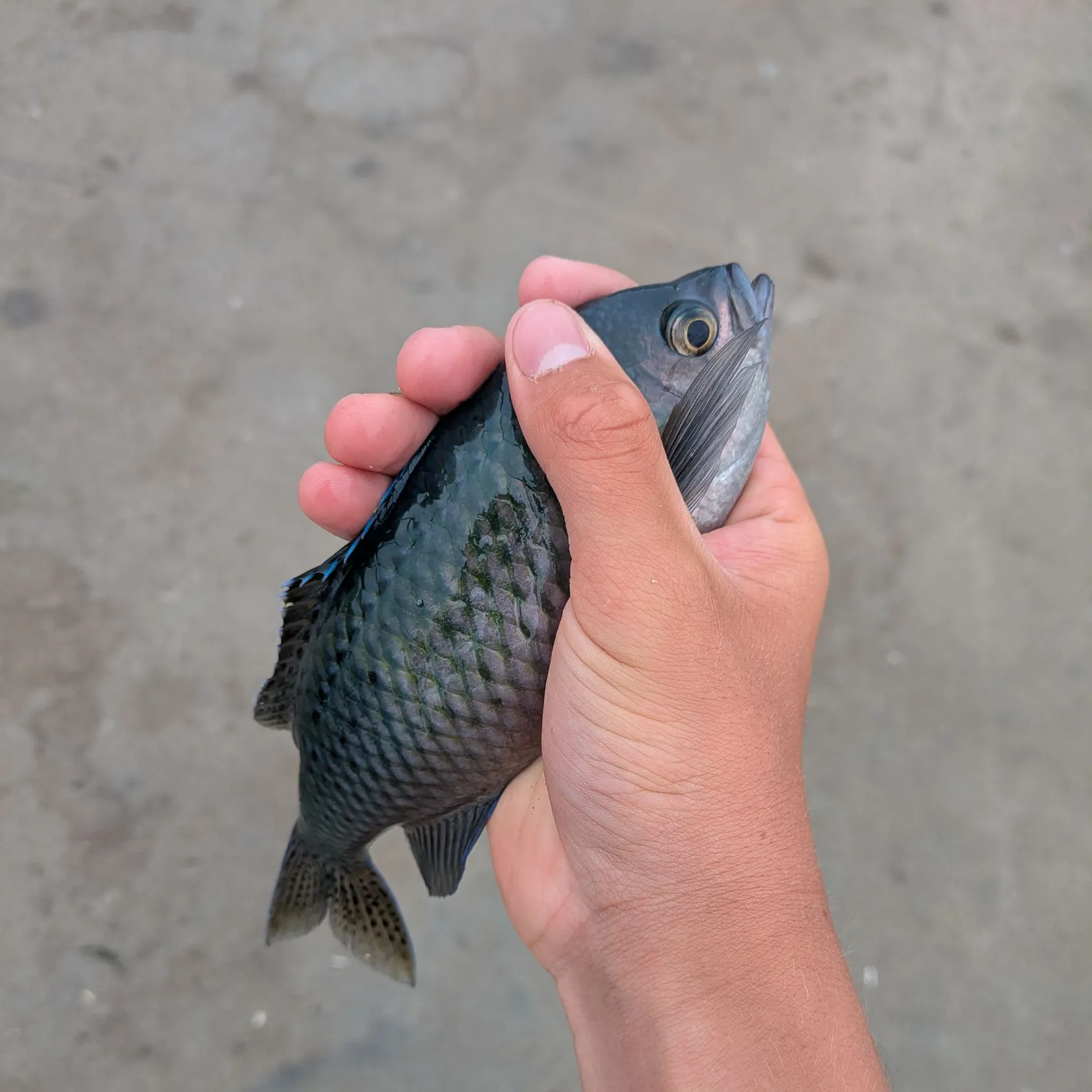 The most recent Blacksmith catches on Fishbrain