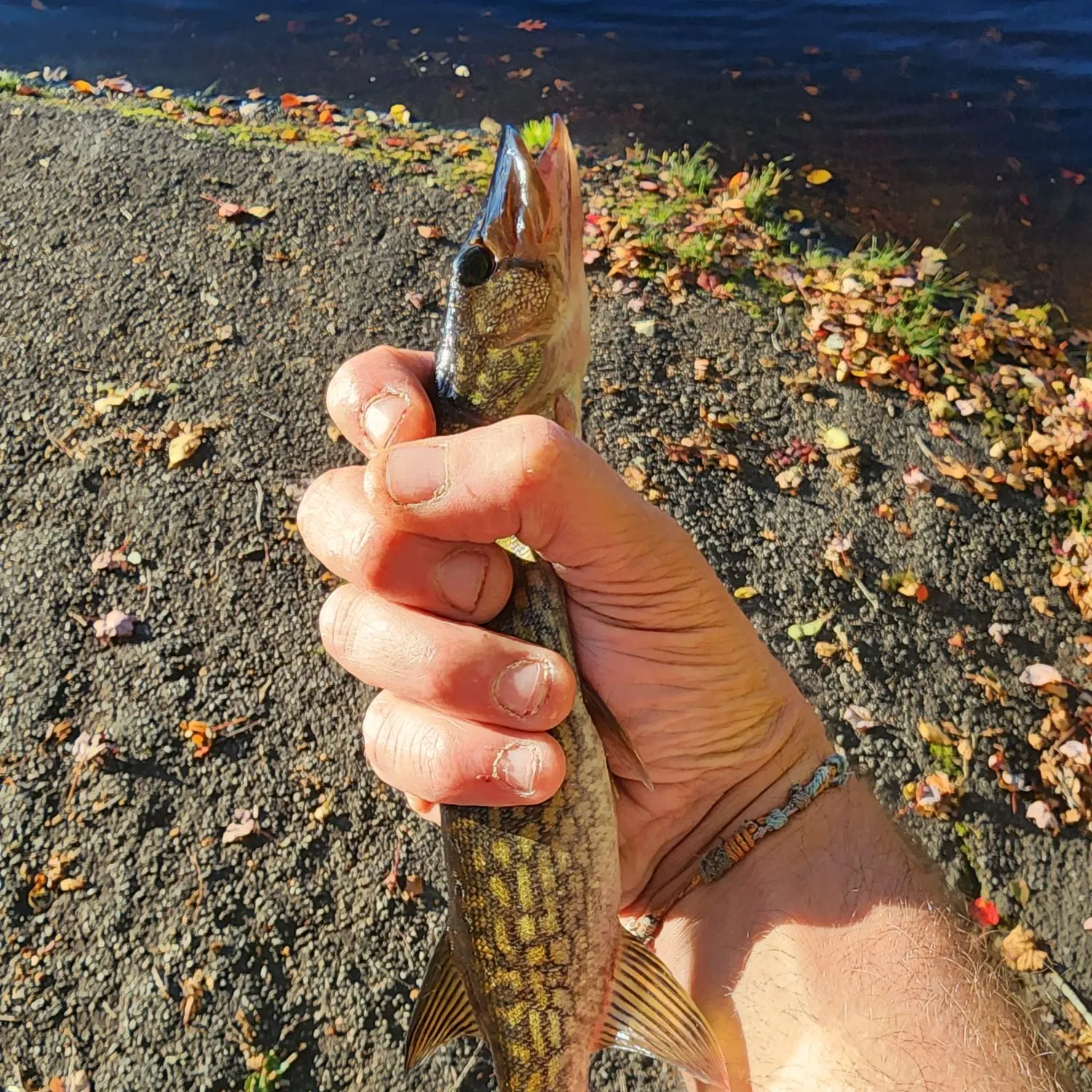 Chain pickerel caught on Fishbrain