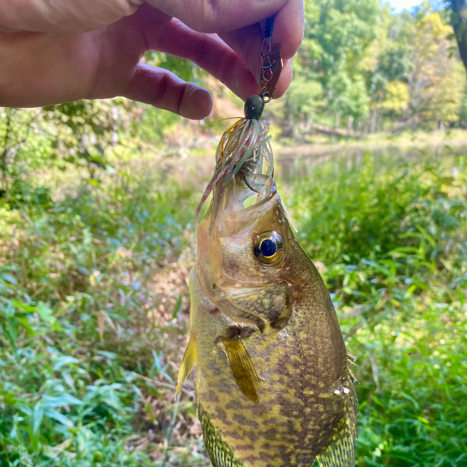 Black crappie caught on Fishbrain