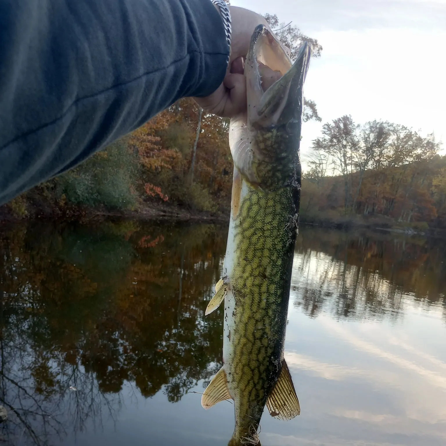 Chain pickerel caught on Fishbrain