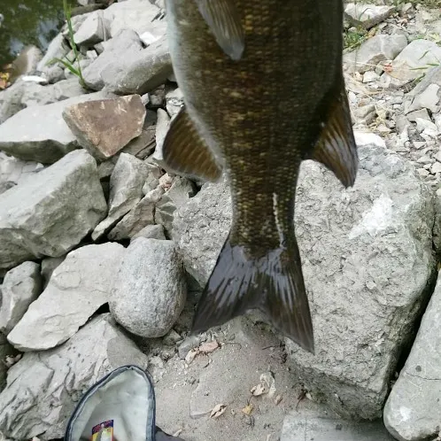 Fish caught on Fishbrain