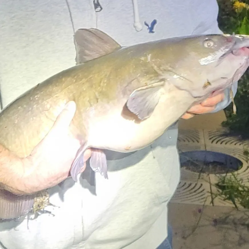 Channel catfish caught on Fishbrain