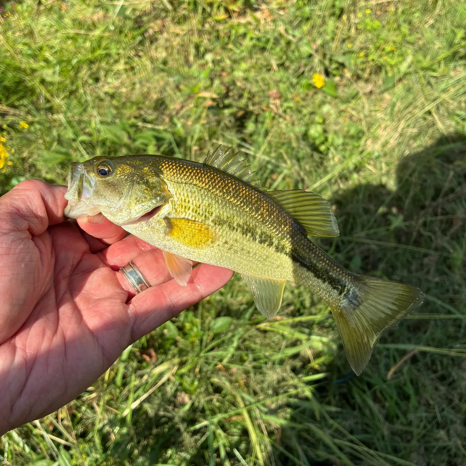 Largemouth bass caught on Fishbrain