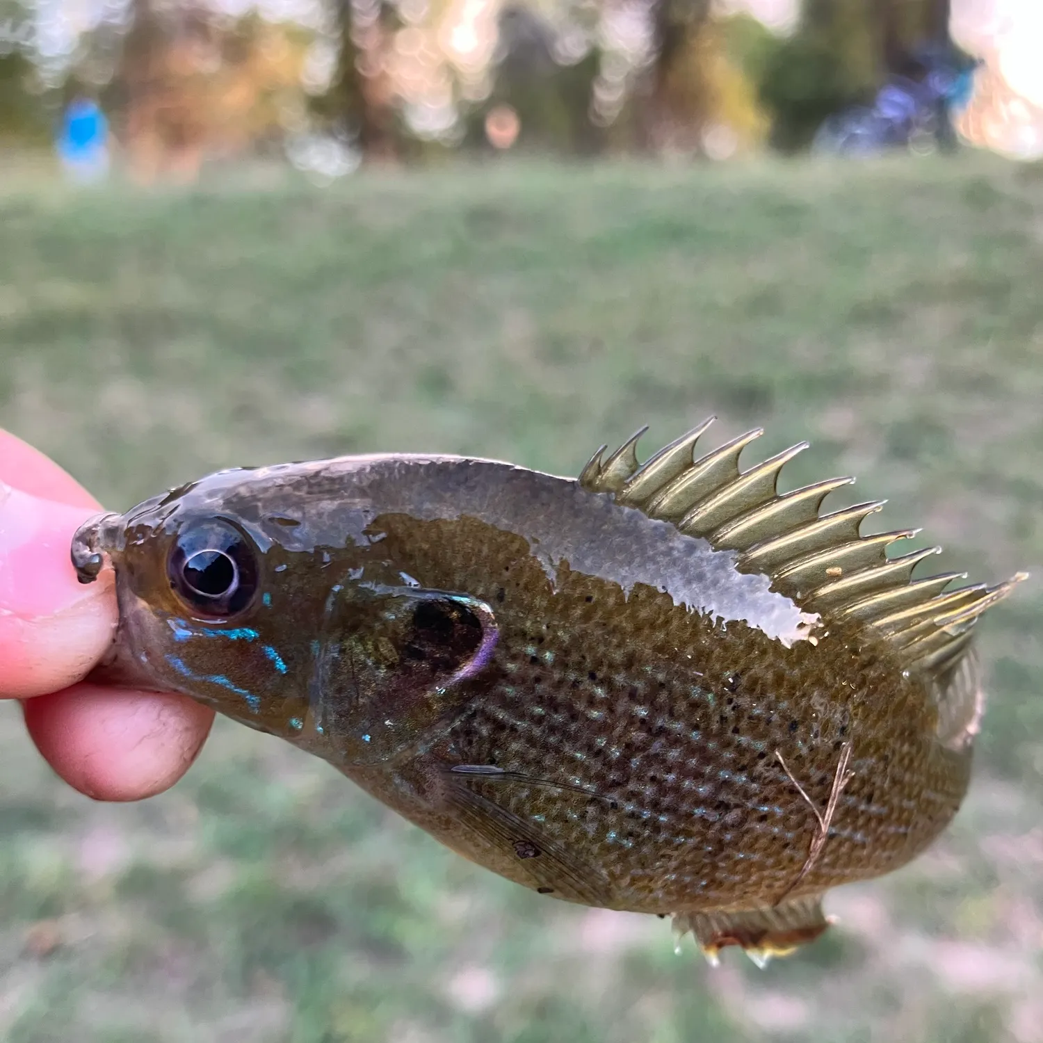 Green sunfish caught on Fishbrain