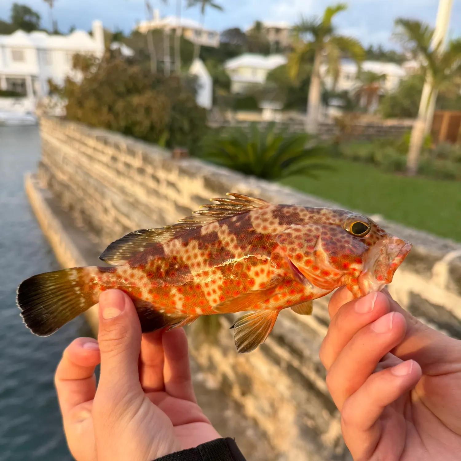 The most recent Red hind grouper catches on Fishbrain