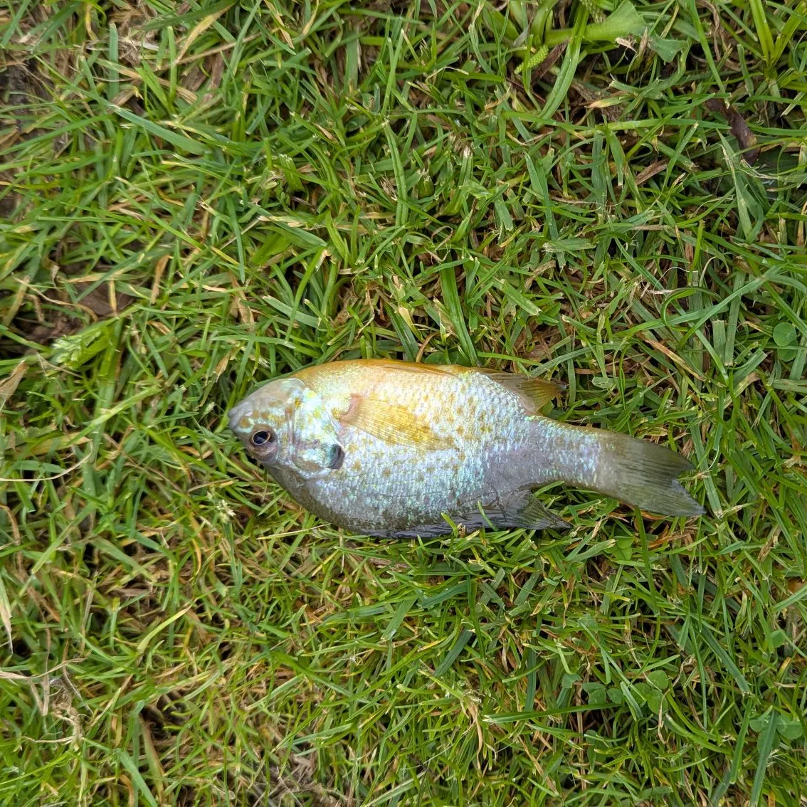 Greengill hybrid caught on Fishbrain