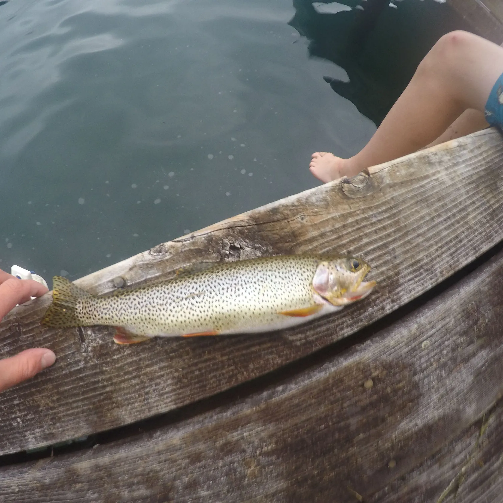 Coastal cutthroat trout caught on Fishbrain