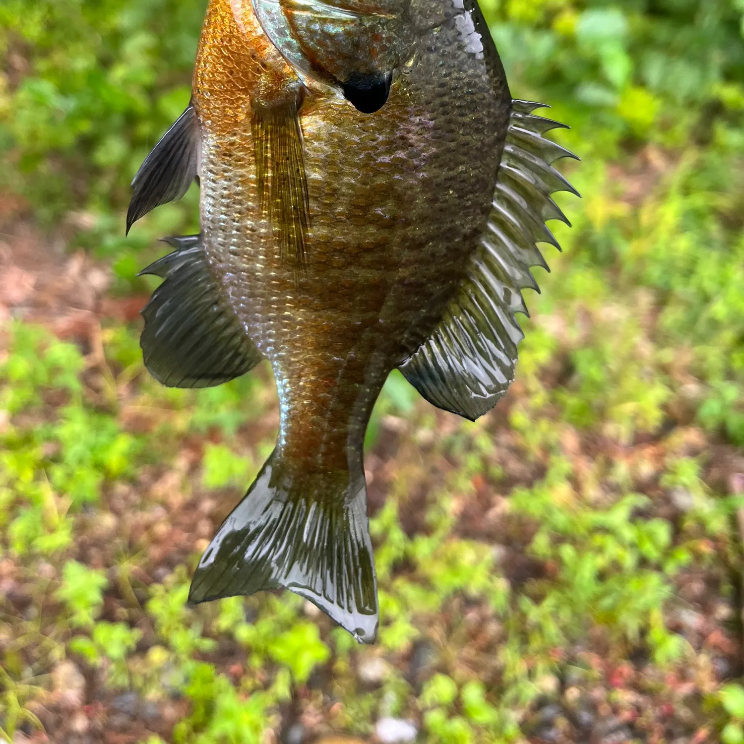 Bluegill caught on Fishbrain