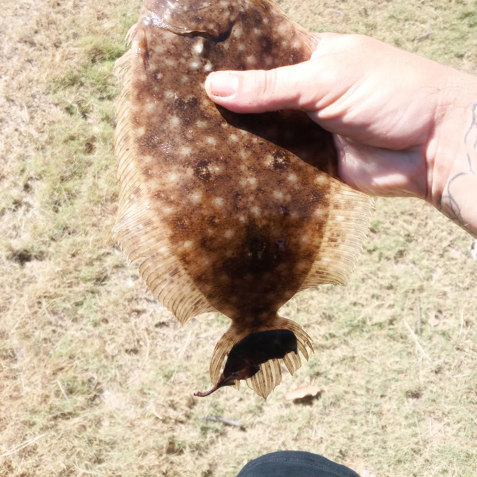 The most recent Dusky flounder catches on Fishbrain